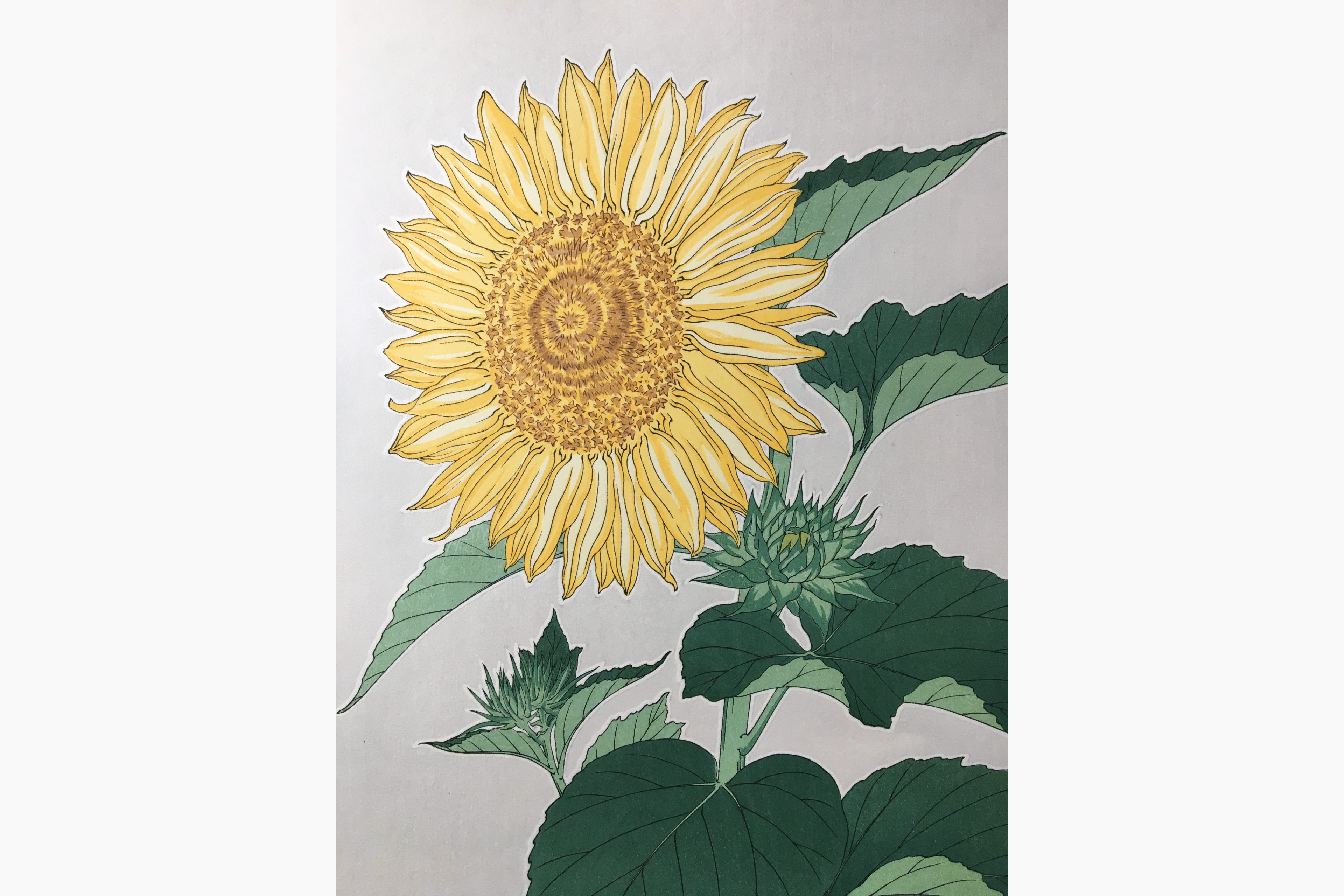 Japanese woodblock print - Kawarazaki Shodo - Sunflower