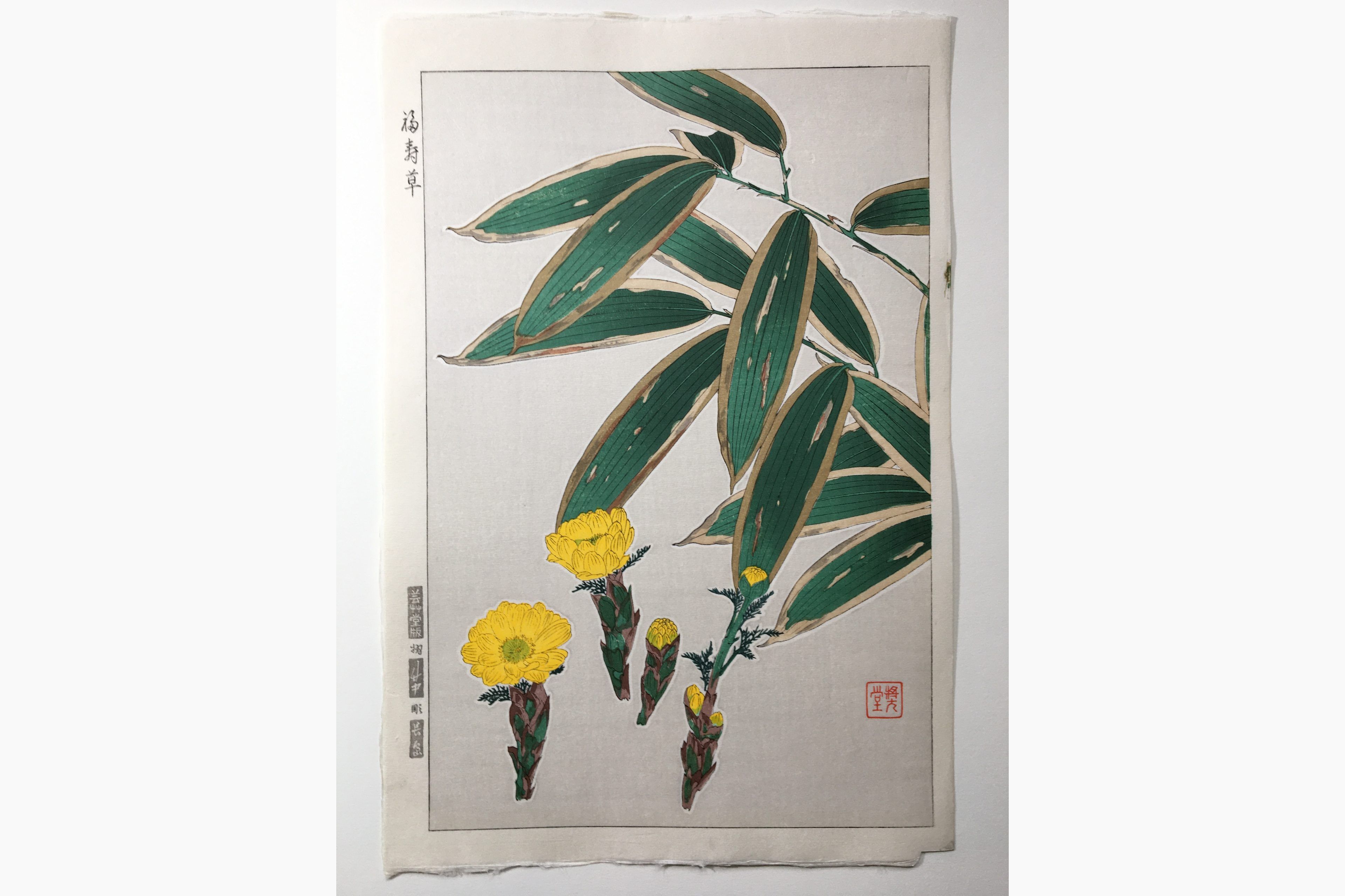 Original woodblock print - Kawarazaki Shodo - Adonis and Bamboo