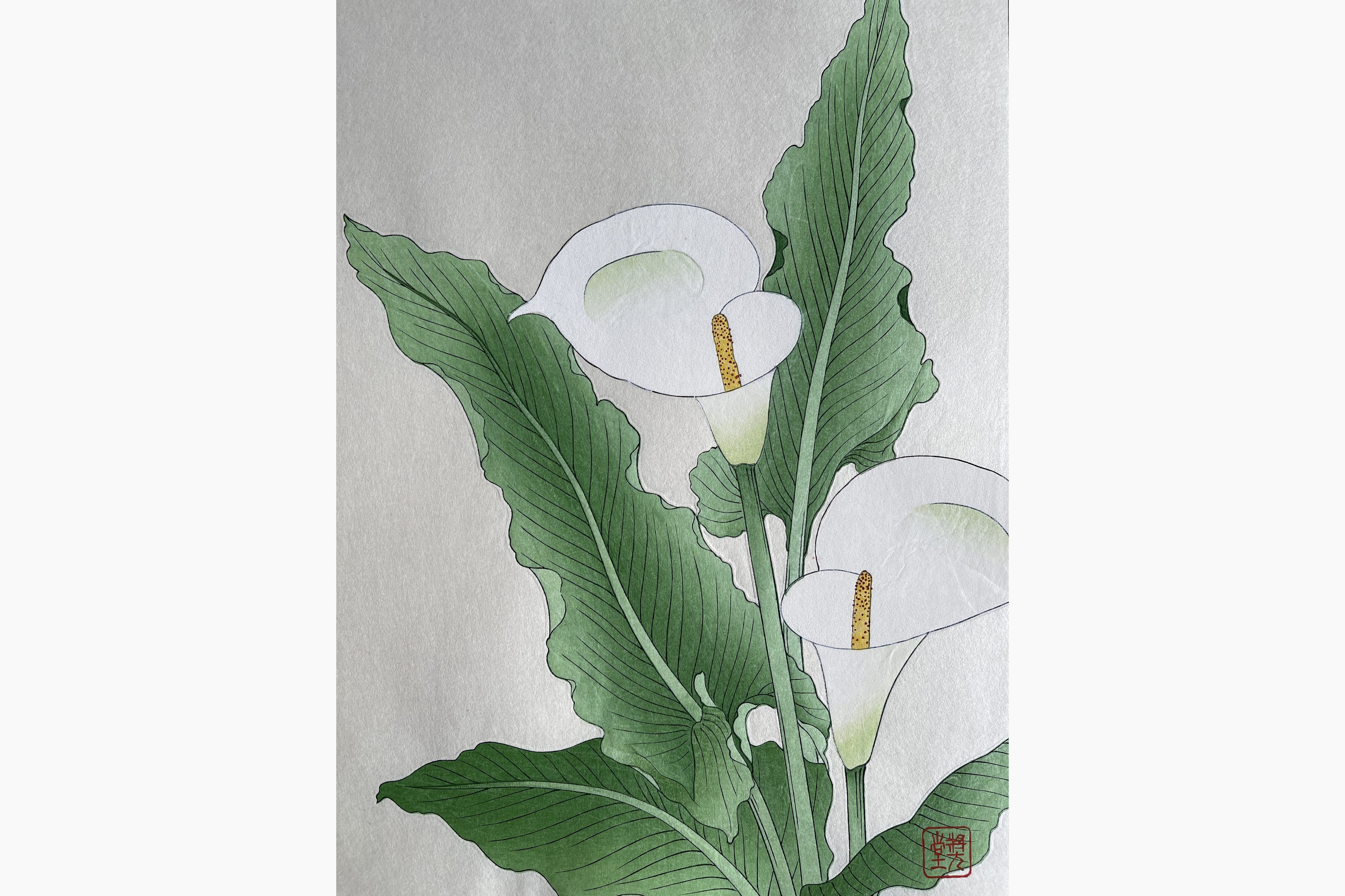 Japanese woodblock print - Kawarazaki Shodo - Calla lily