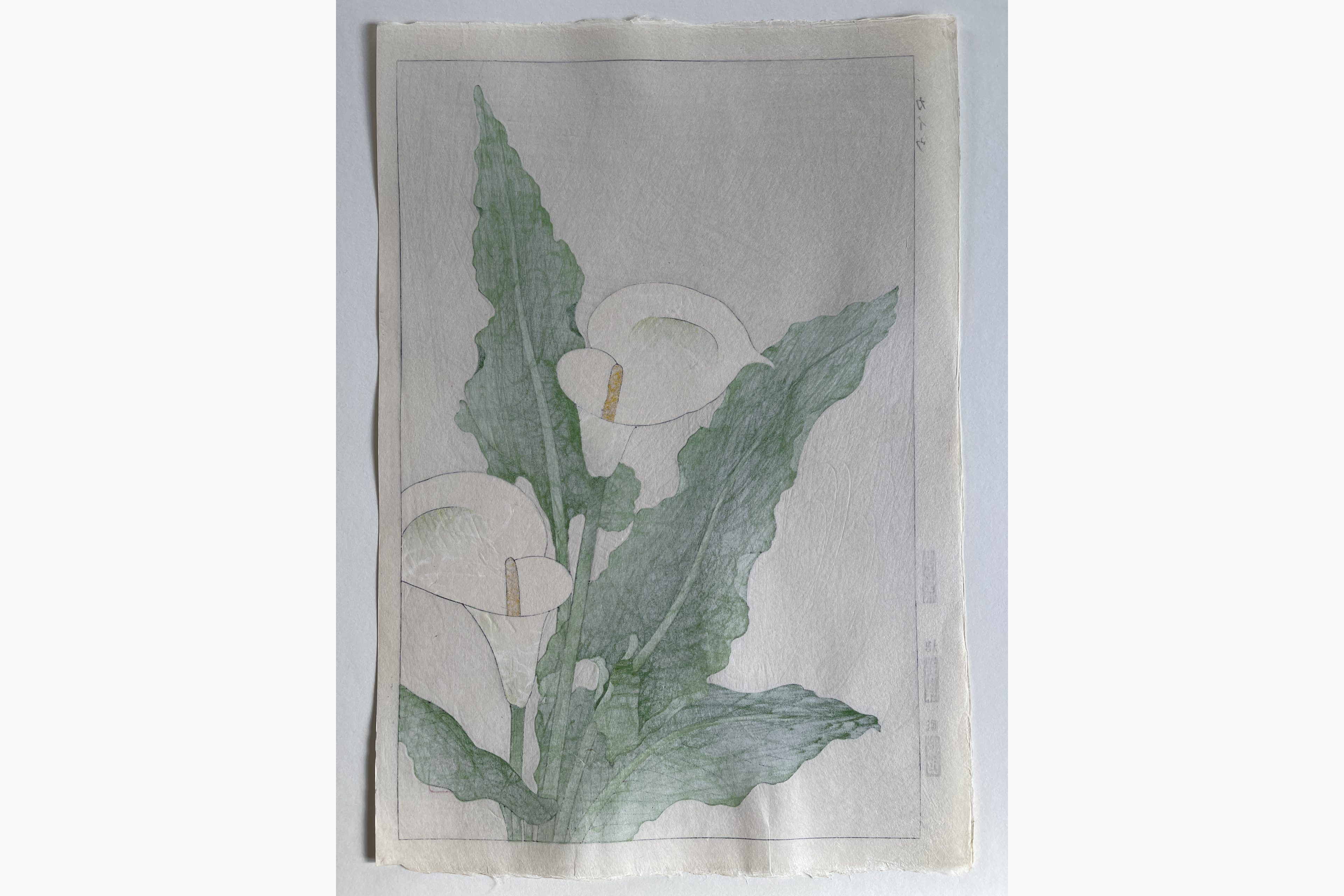 Original Japanese woodblock print - Kawarazaki Shodo - Calla lily