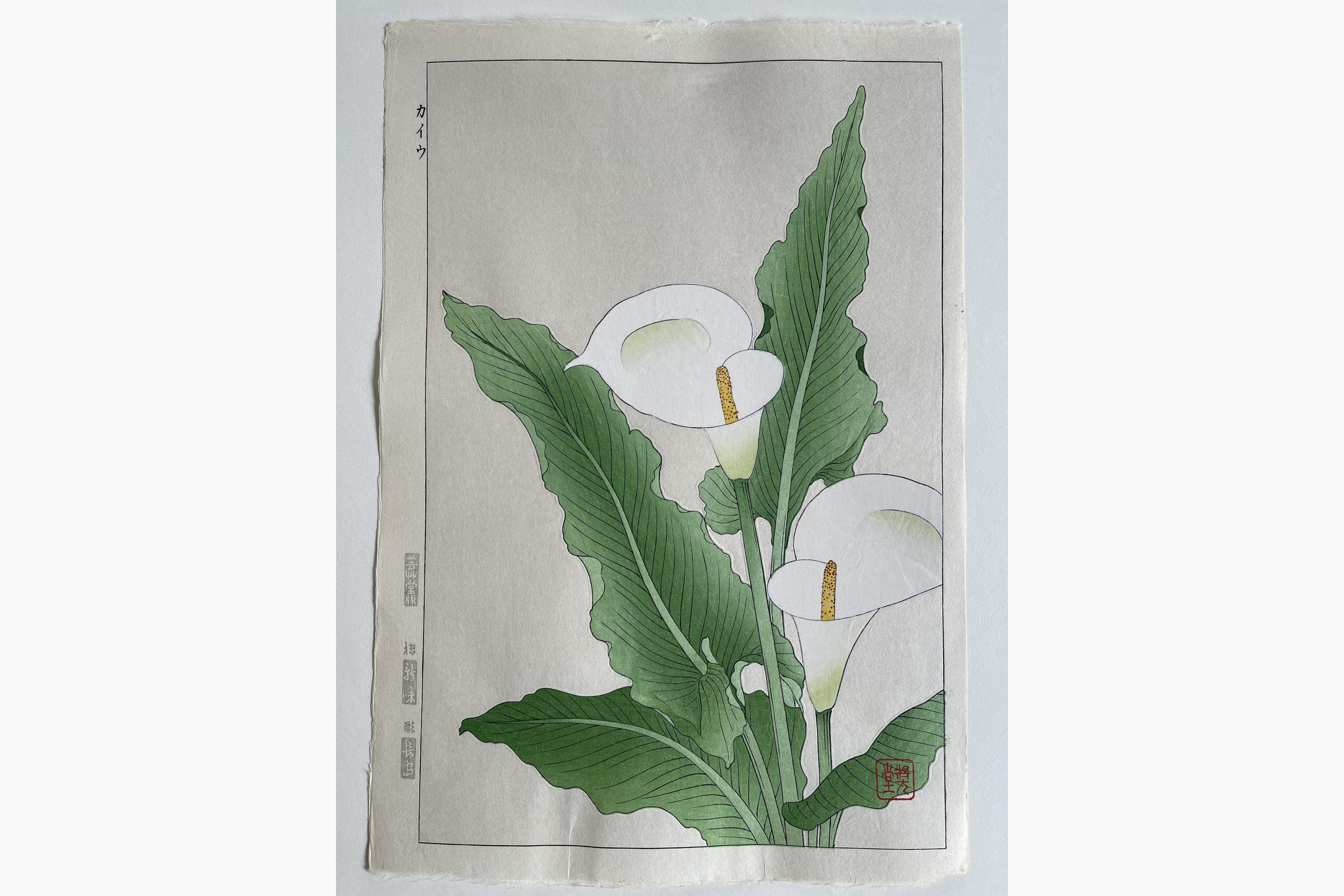 Original woodblock print - Kawarazaki Shodo - Calla lily