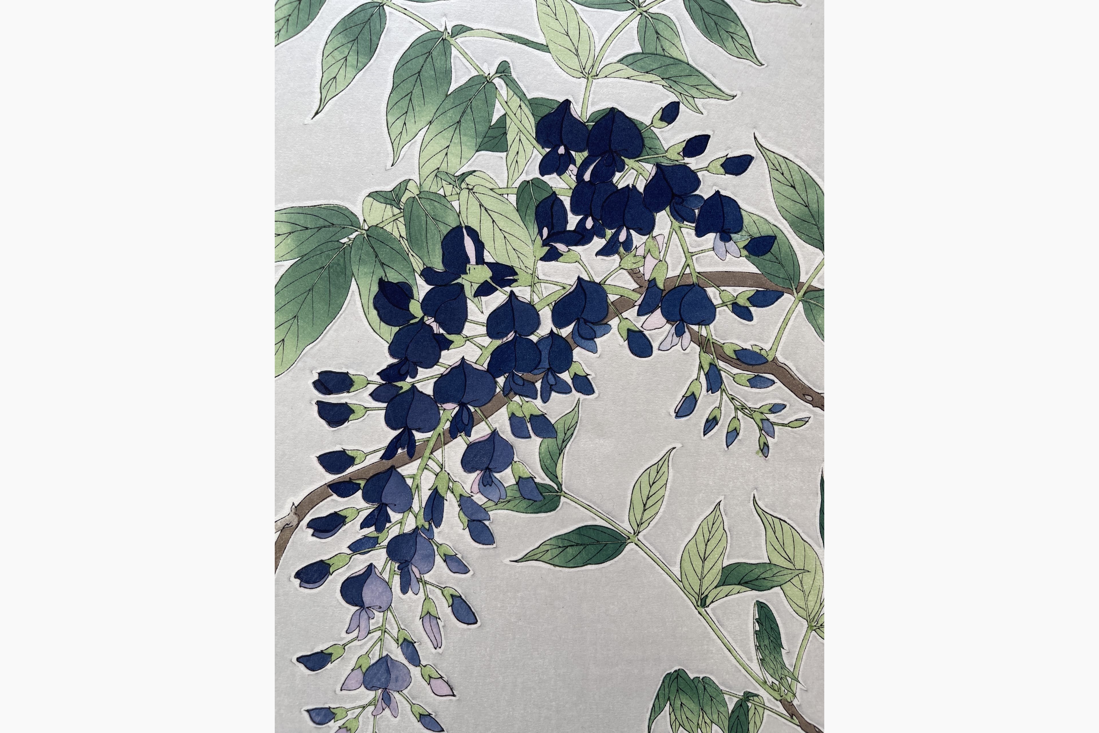 Japanese woodblock print - Kawarazaki Shodo - Wisteria