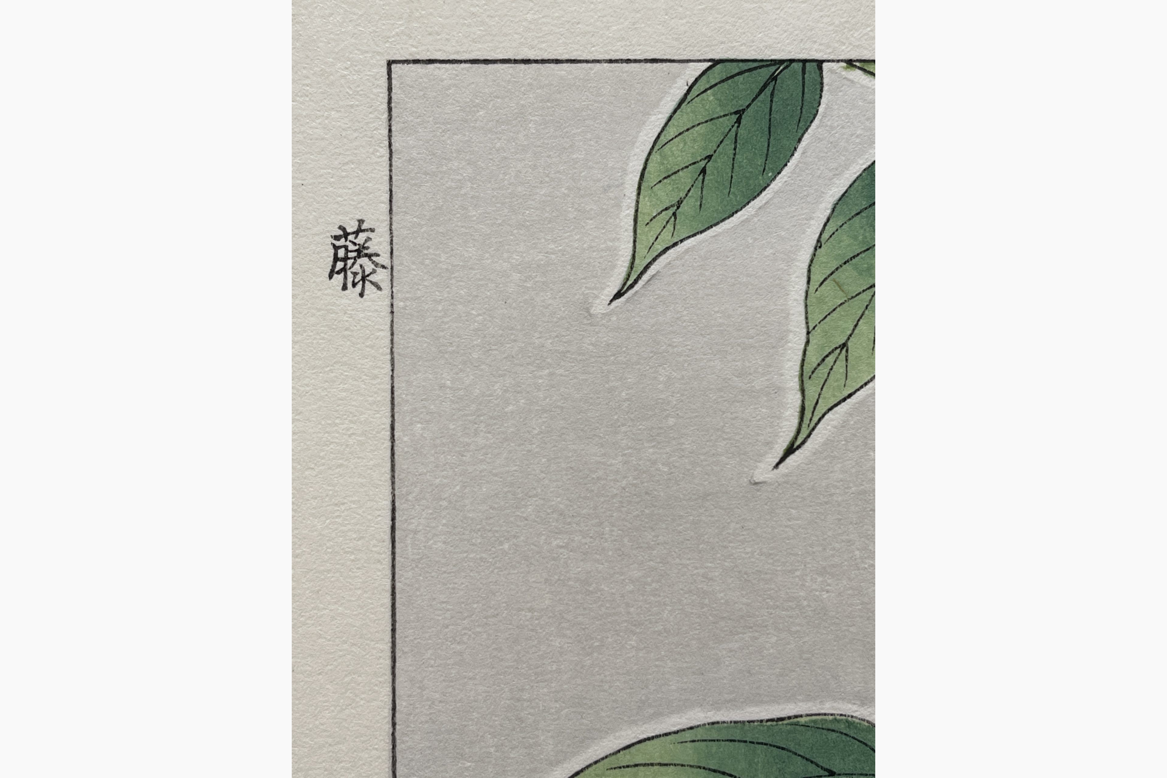 Original Japanese woodblock print - Kawarazaki Shodo - Wisteria