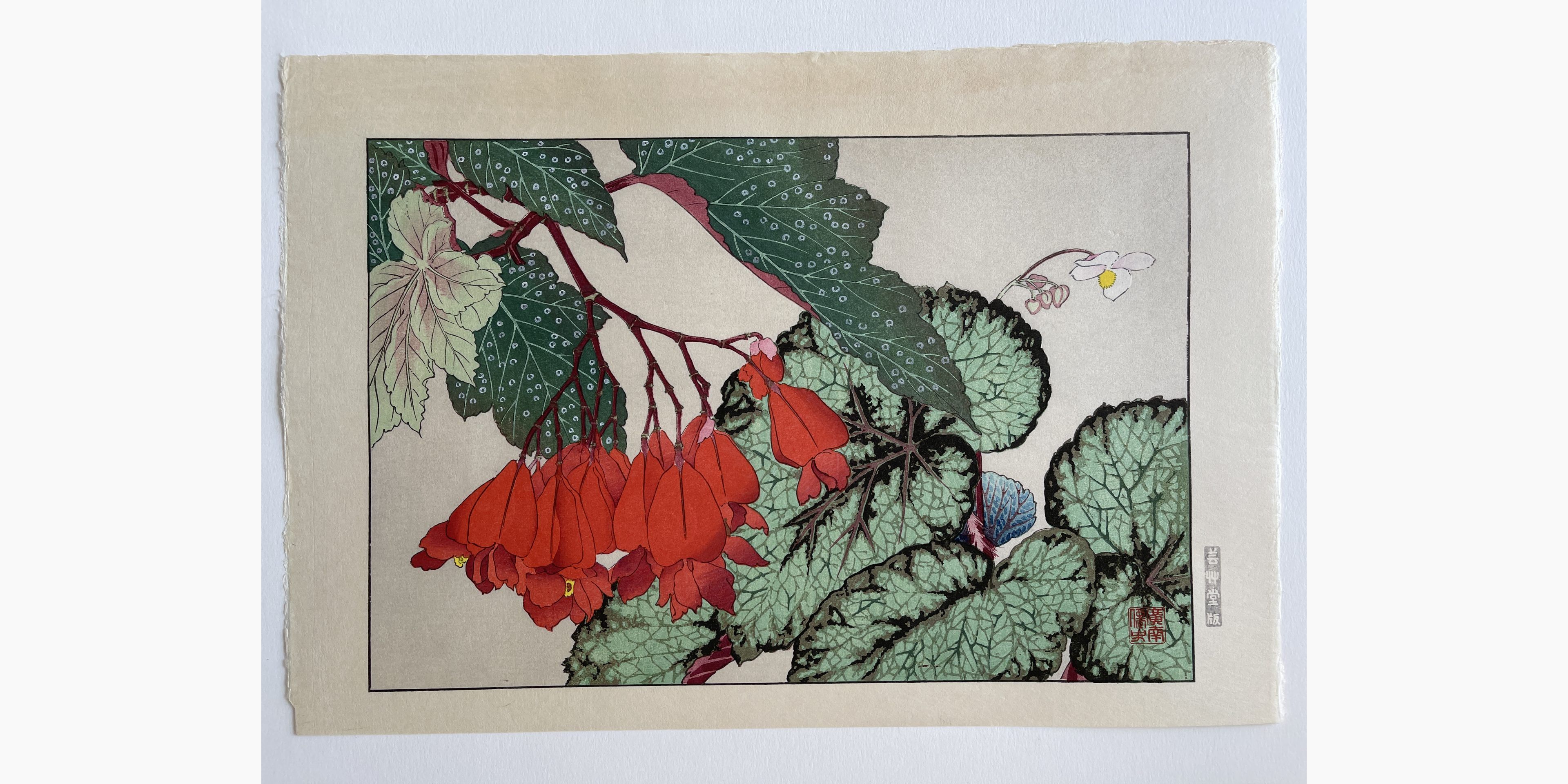 Original woodblock print - Tanigami Konan - Begonia
