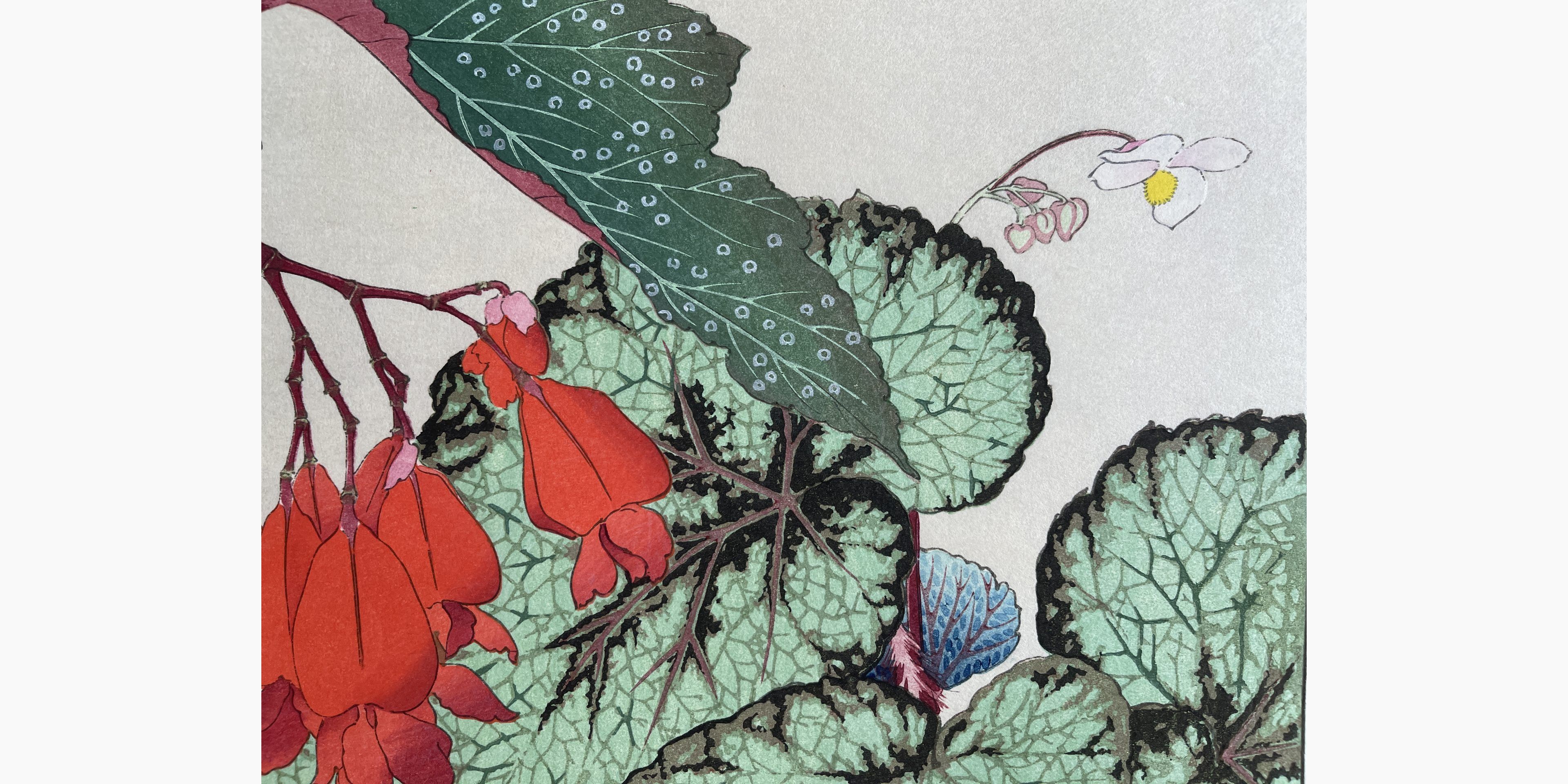 Woodblock print - Tanigami Konan - Begonia
