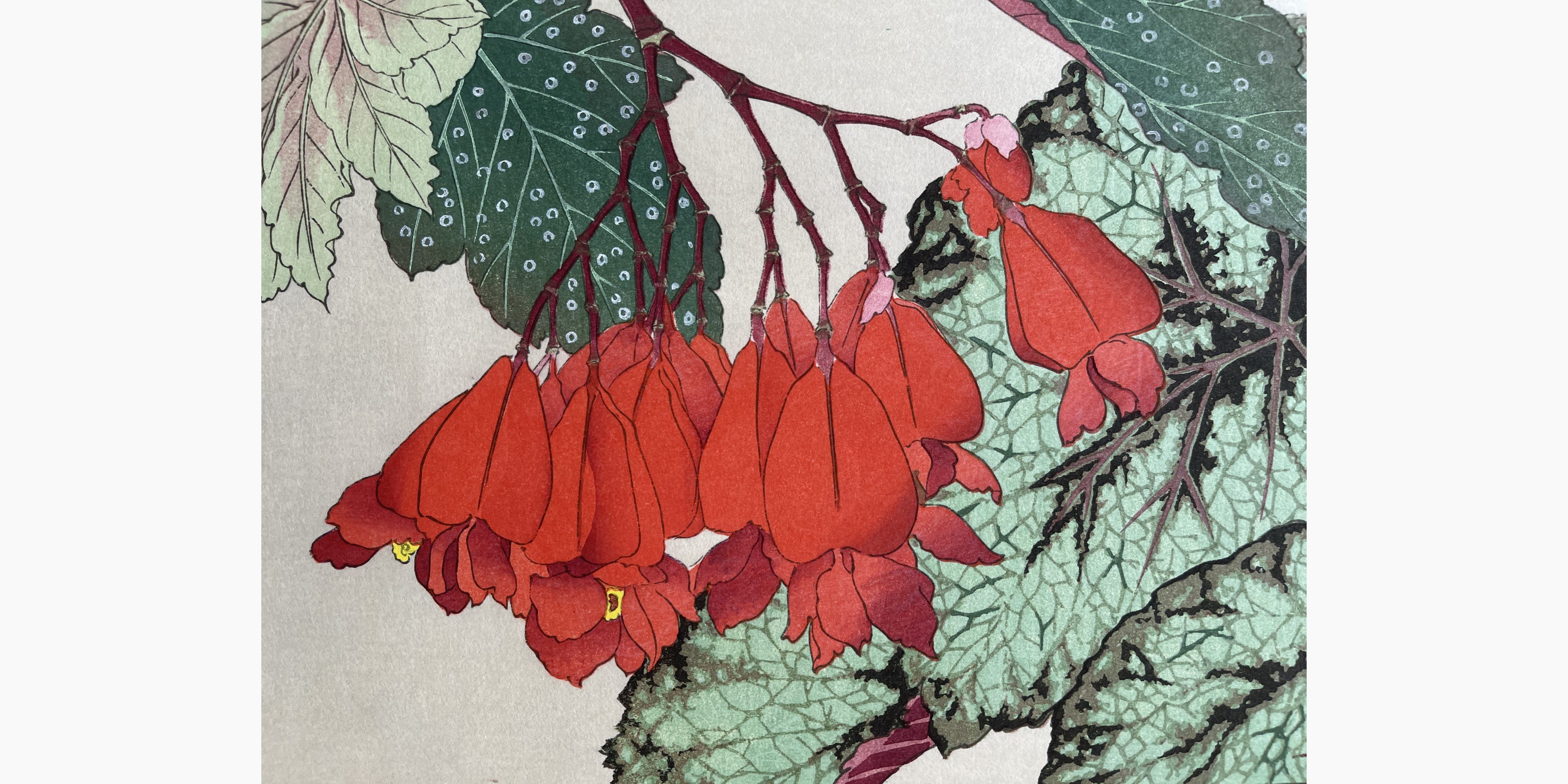 Woodblock print - Tanigami Konan - Begonia