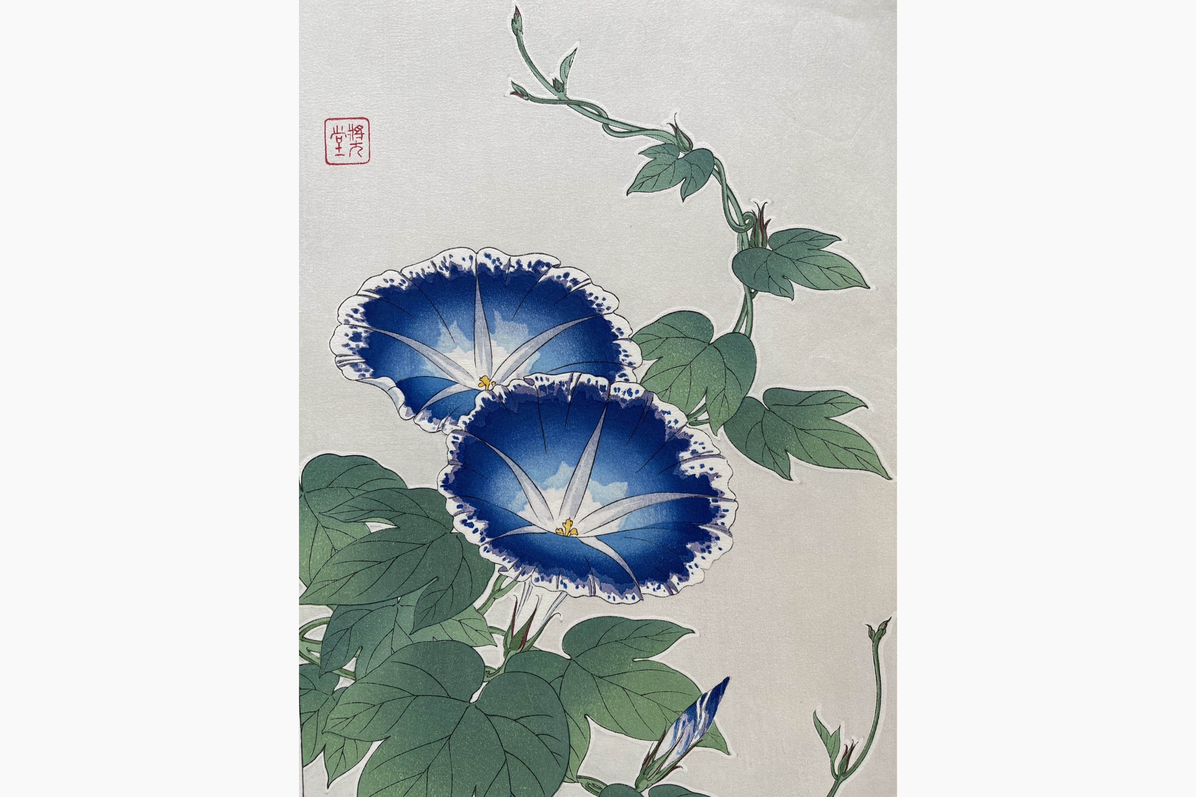 Japanese woodblock print - Kawarazaki Shodo - Morning Glory
