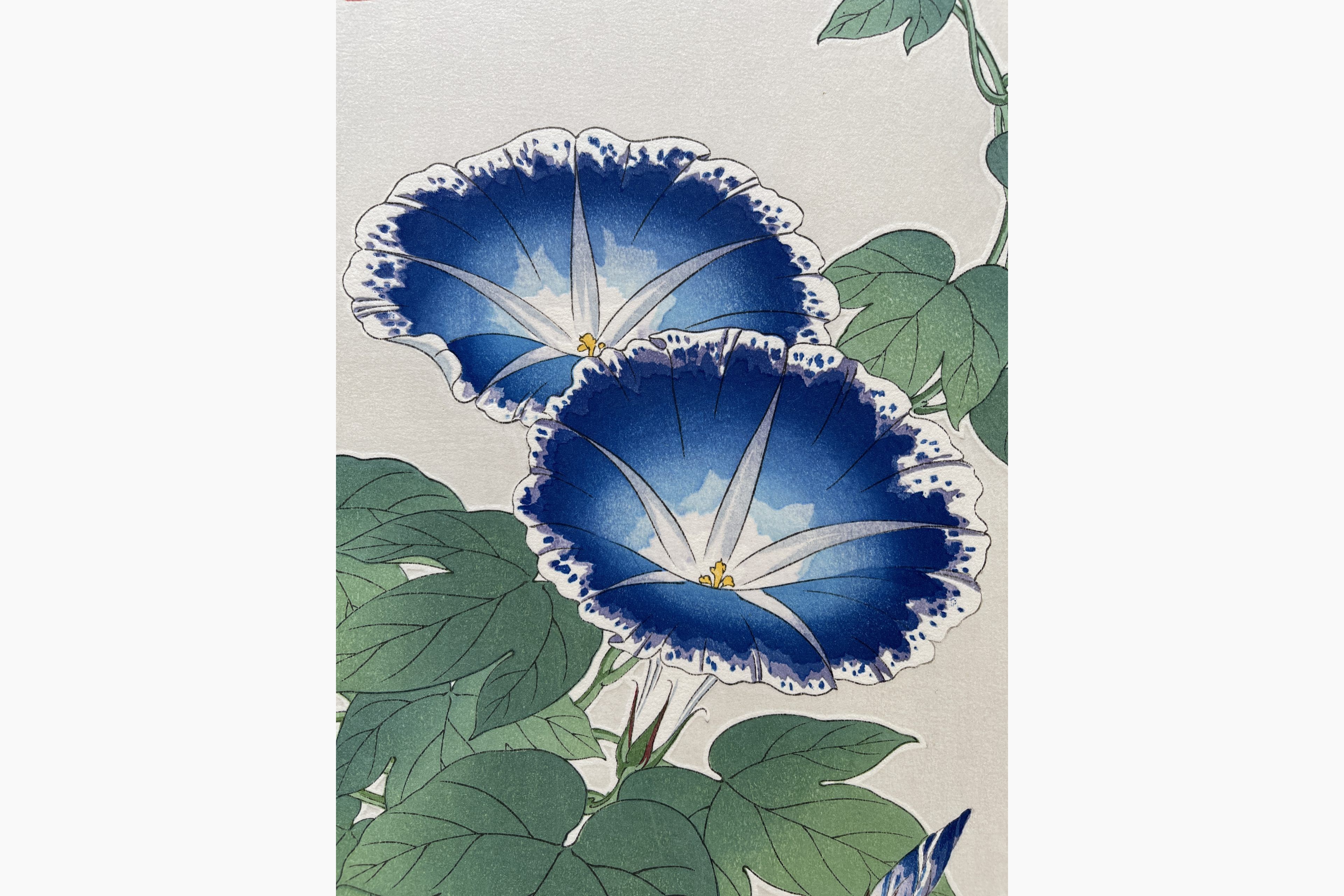 Japanese woodcut - Kawarazaki Shodo - Morning Glory