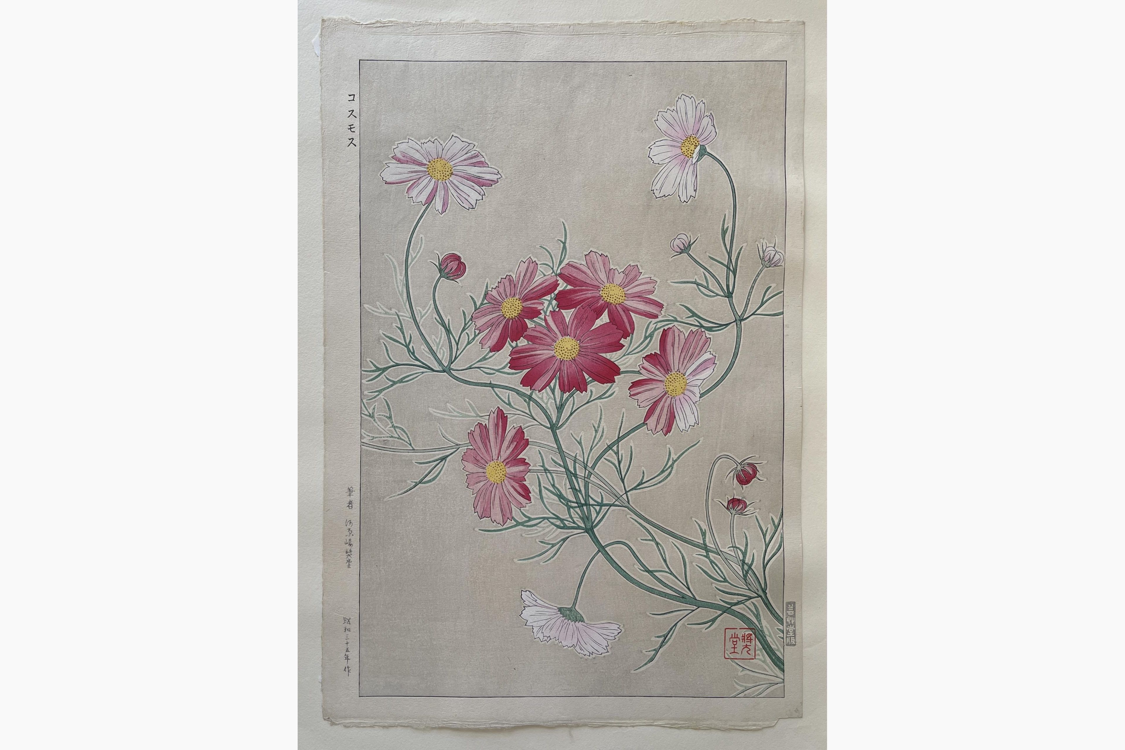 Japanese woodblock print - Kawarazaki Shodo - Cosmos