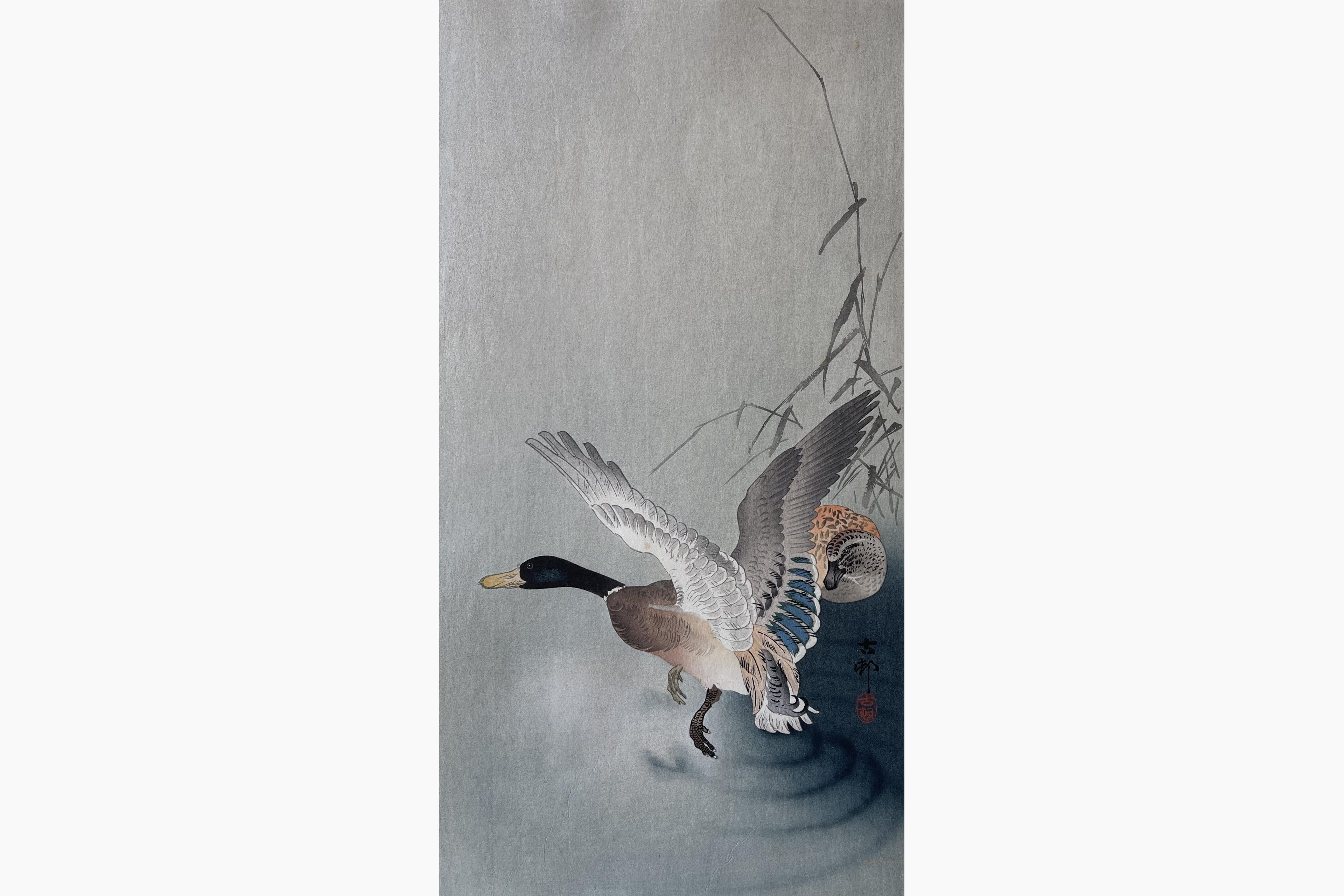 Original woodblock print - Ohara Koson - Wild Mallard Landing on Water