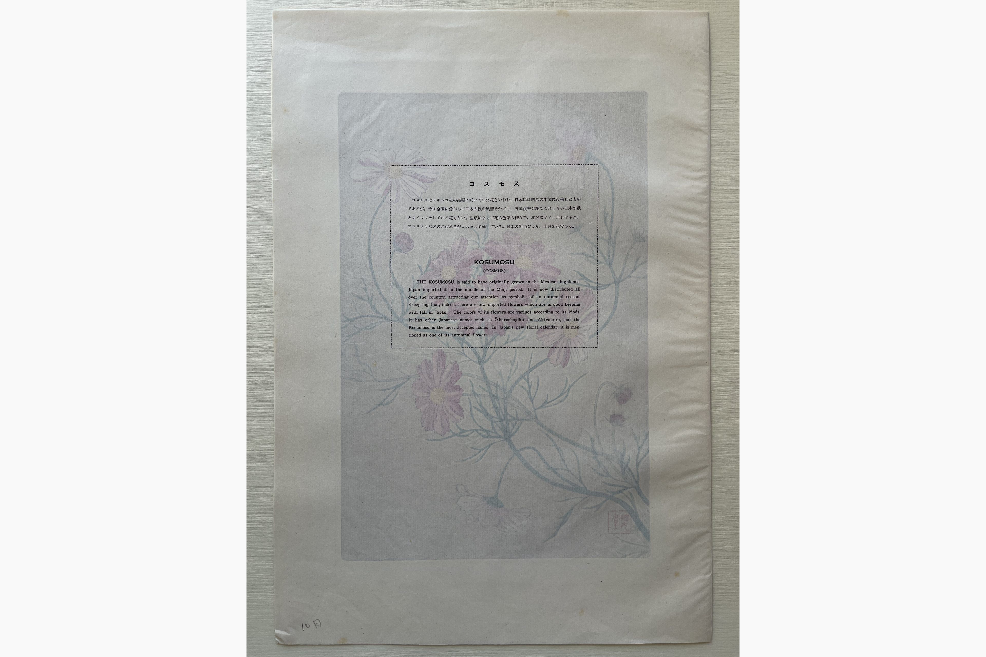 Woodblock print - Kawarazaki Shodo - Cosmos