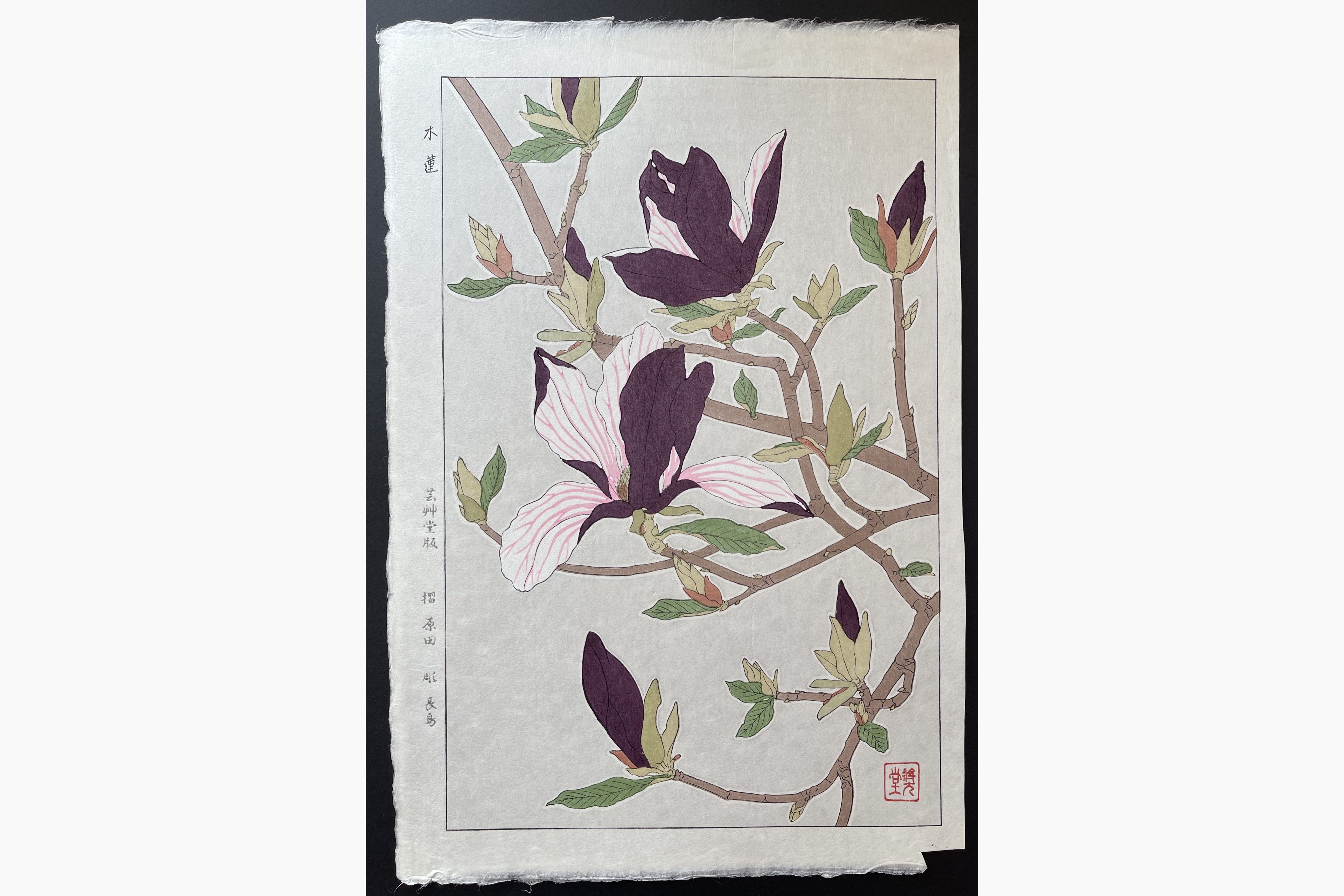 Japanese woodblock print - Kawarazaki Shodo - Magnolia