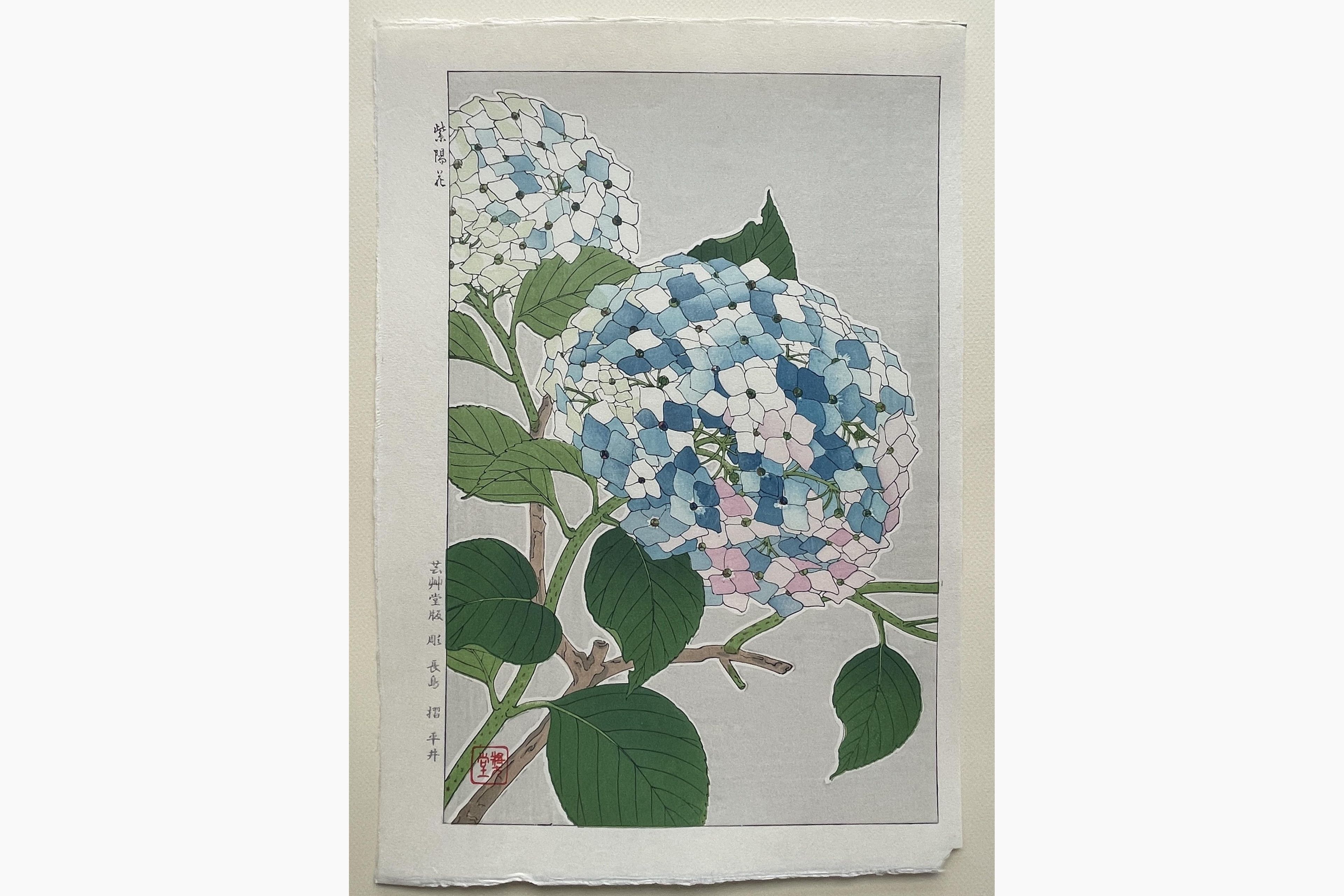Japanese woodblock print - Kawarazaki Shodo - Hydrangea