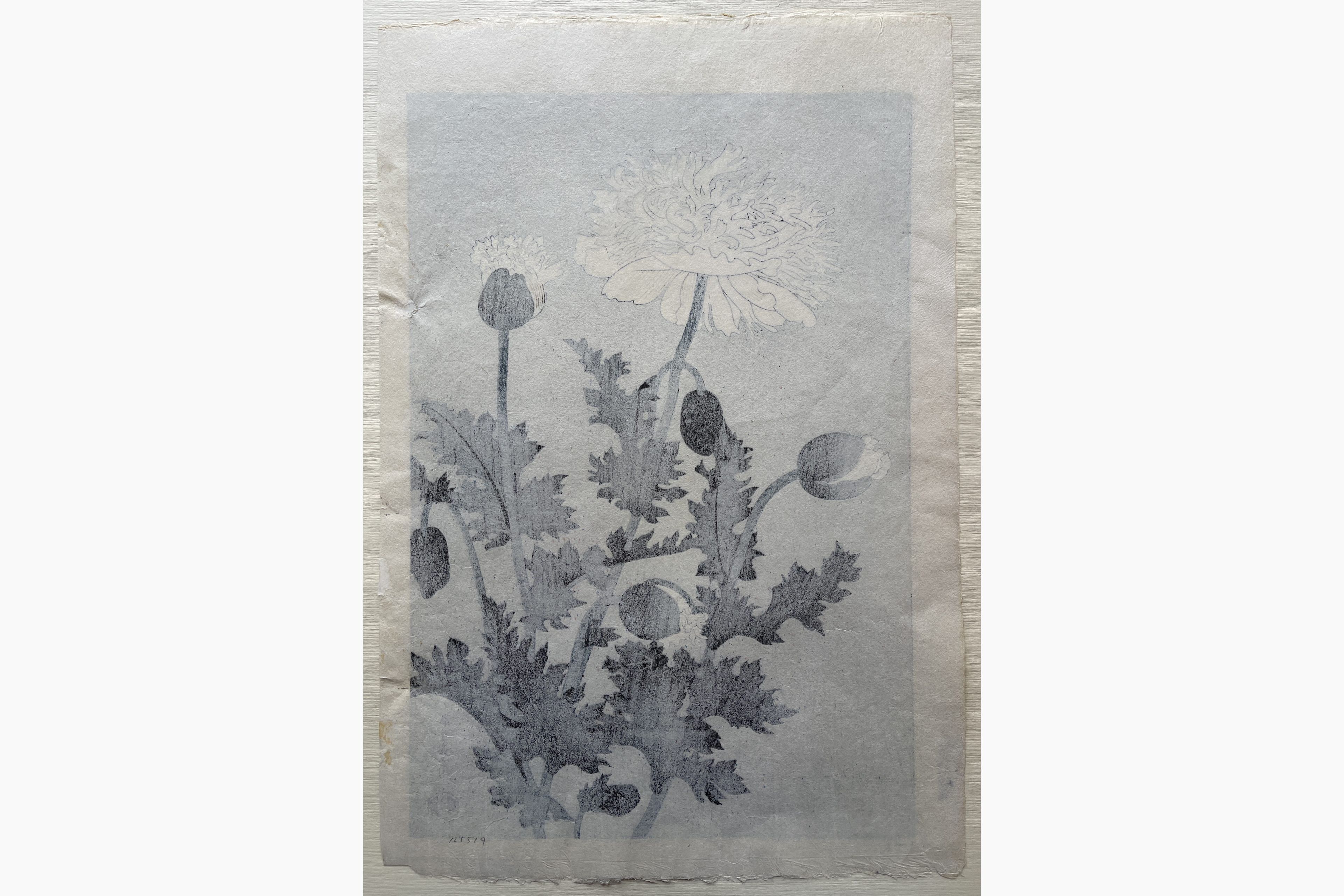 Japanese print - Benji Asada - Poppies
