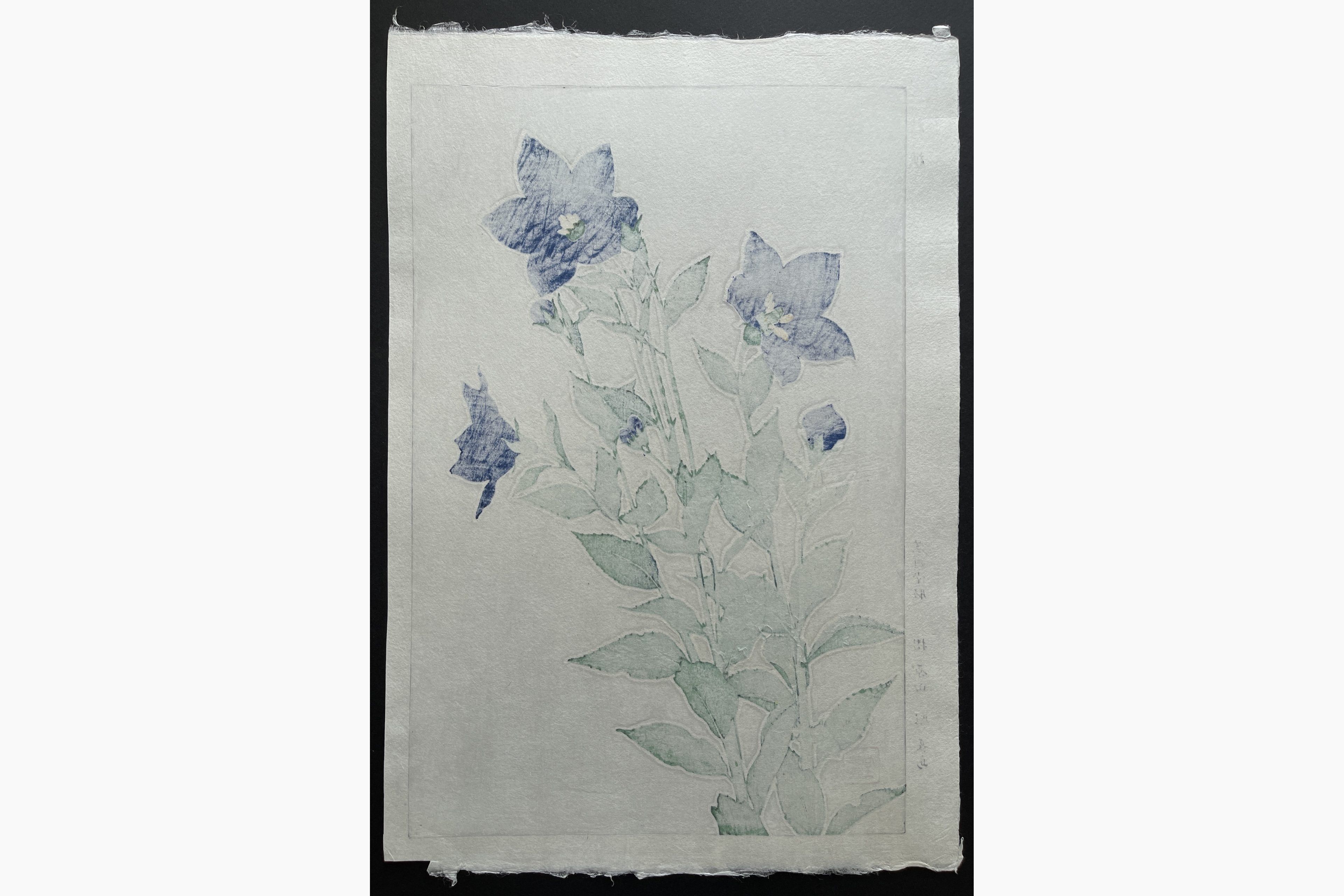 Japanese print - Kawarazaki Shodo - Bellflower