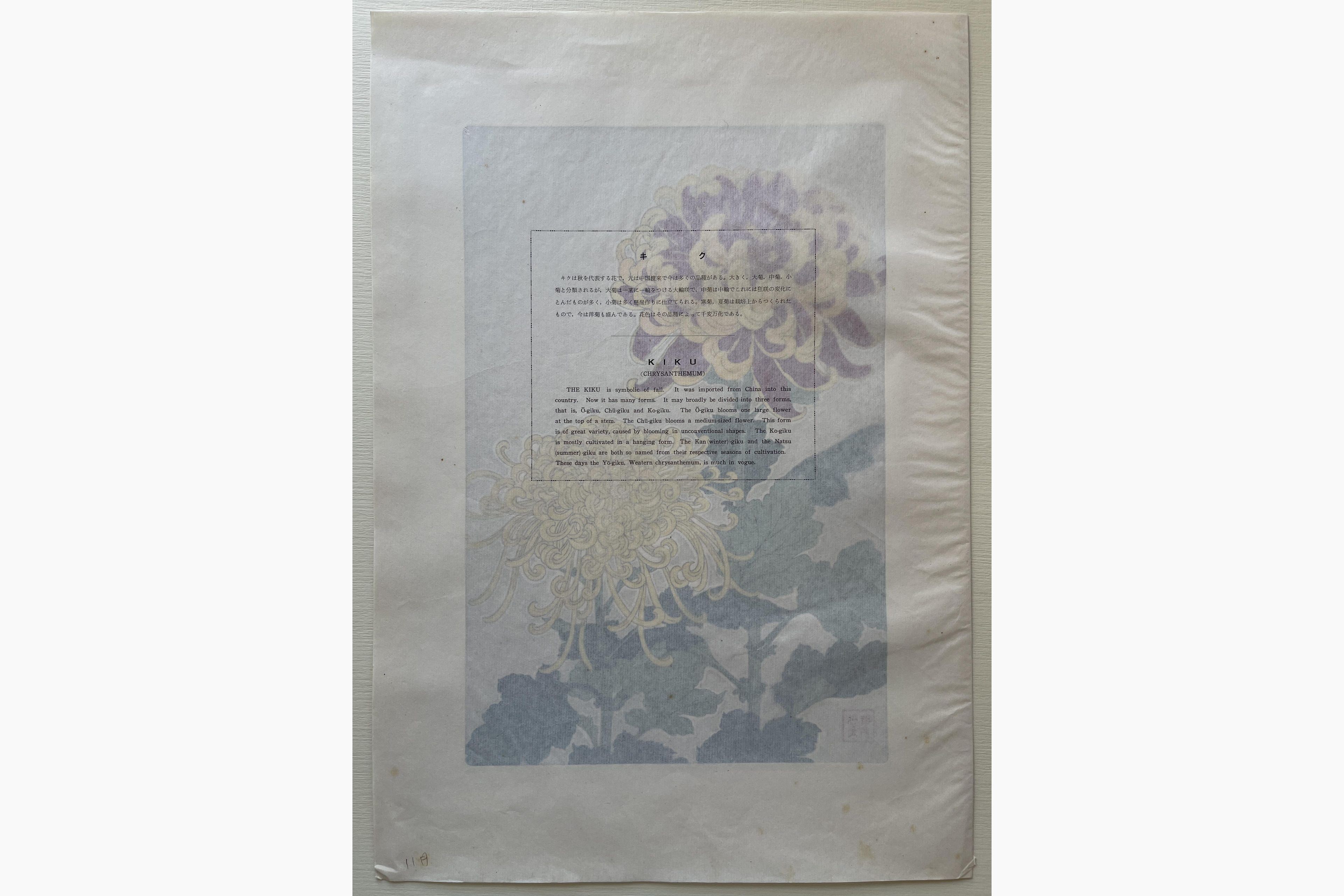 Japanese print - Kawarazaki Shodo - Chrysanthemum