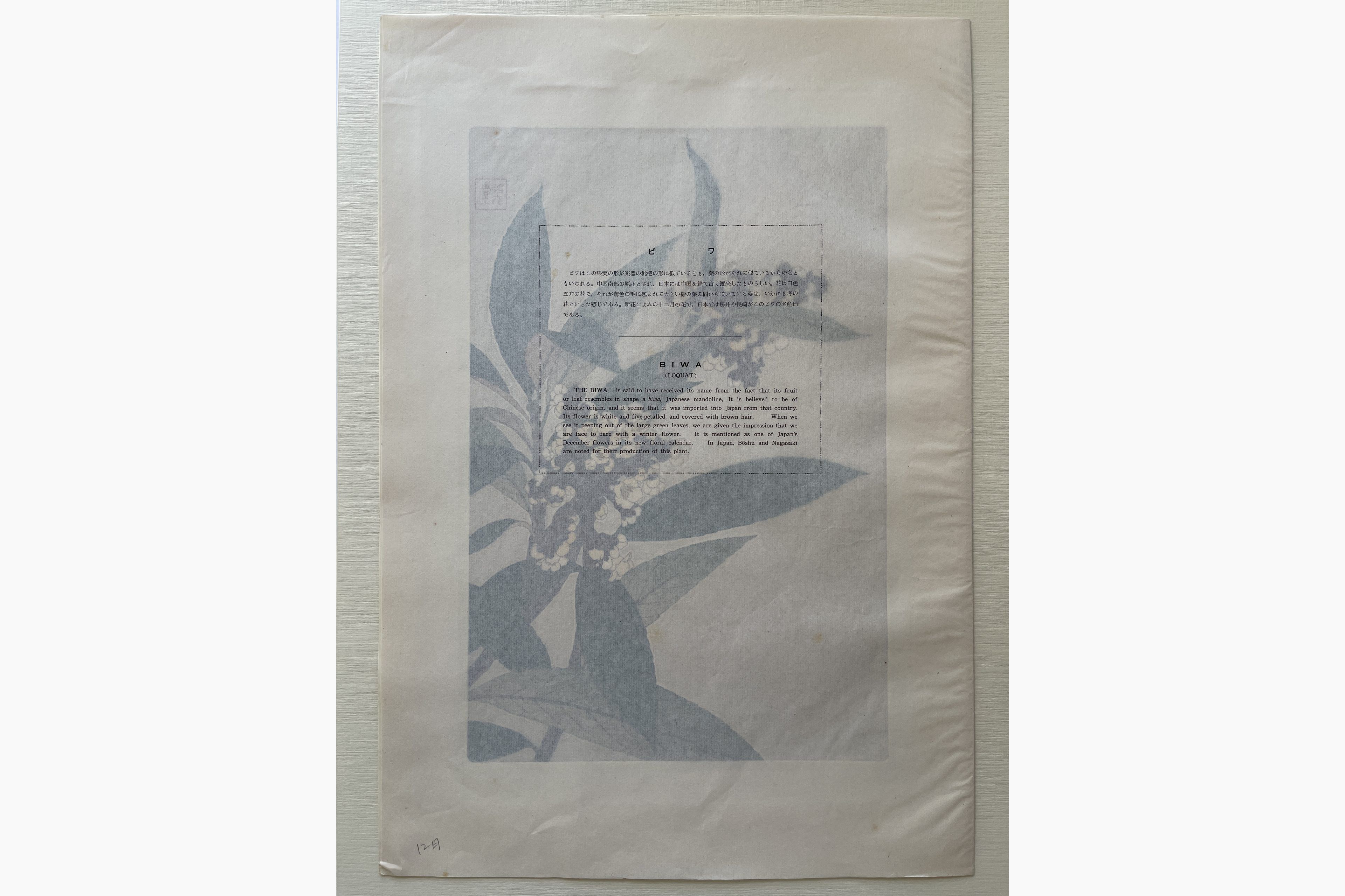 Japanese print - Kawarazaki Shodo - Loquat