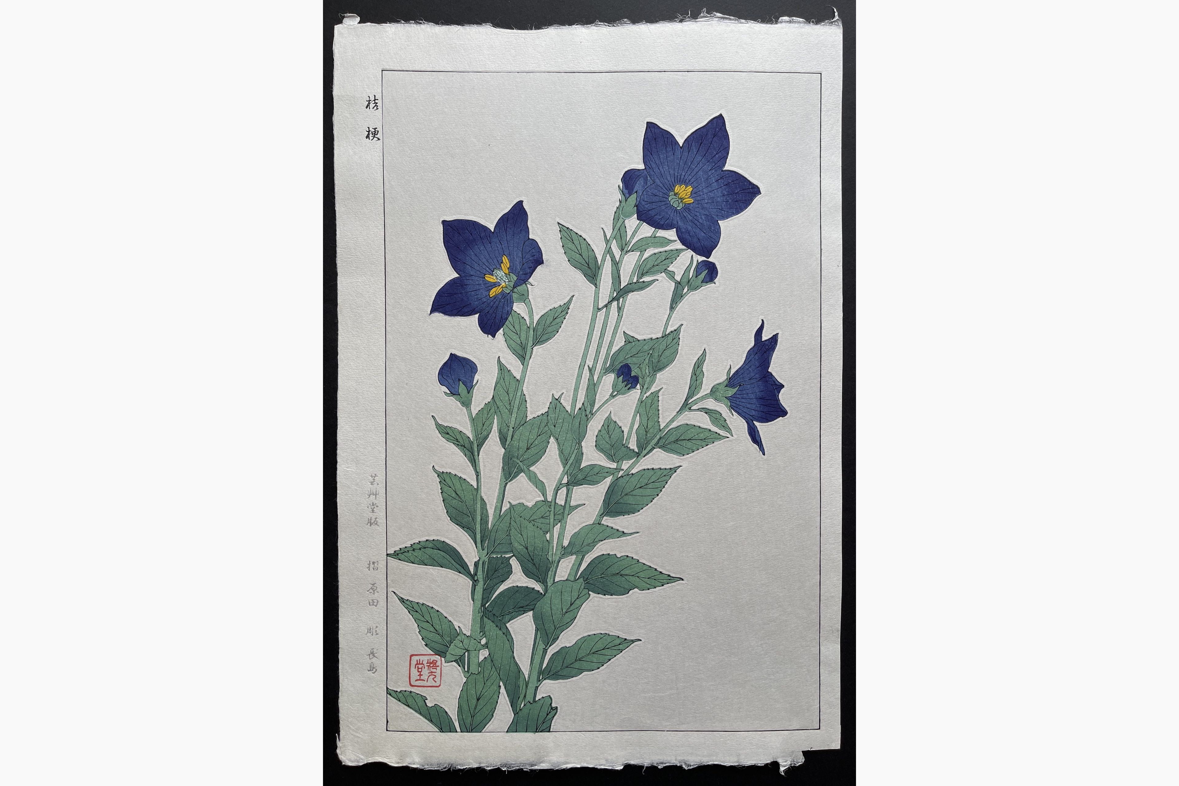 Japanese woodblock print - Kawarazaki Shodo - Bellflower