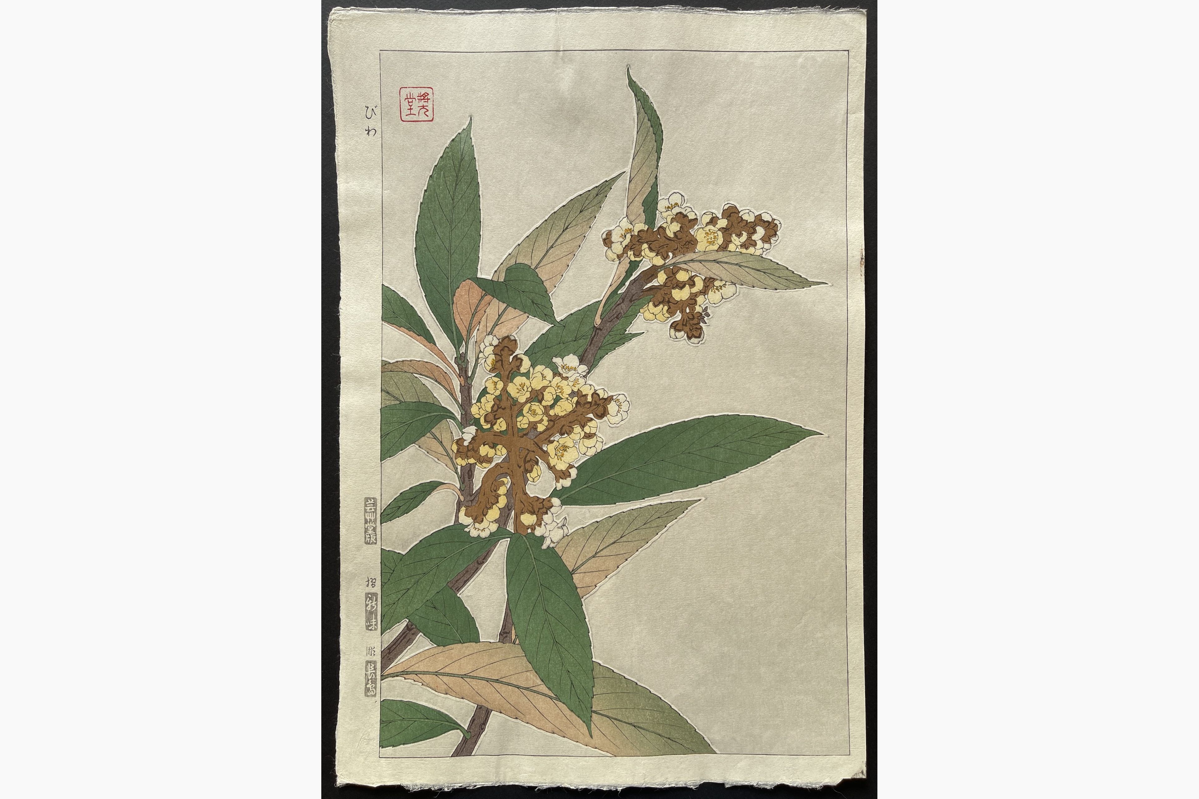 Japanese woodblock print - Kawarazaki Shodo - Loquat