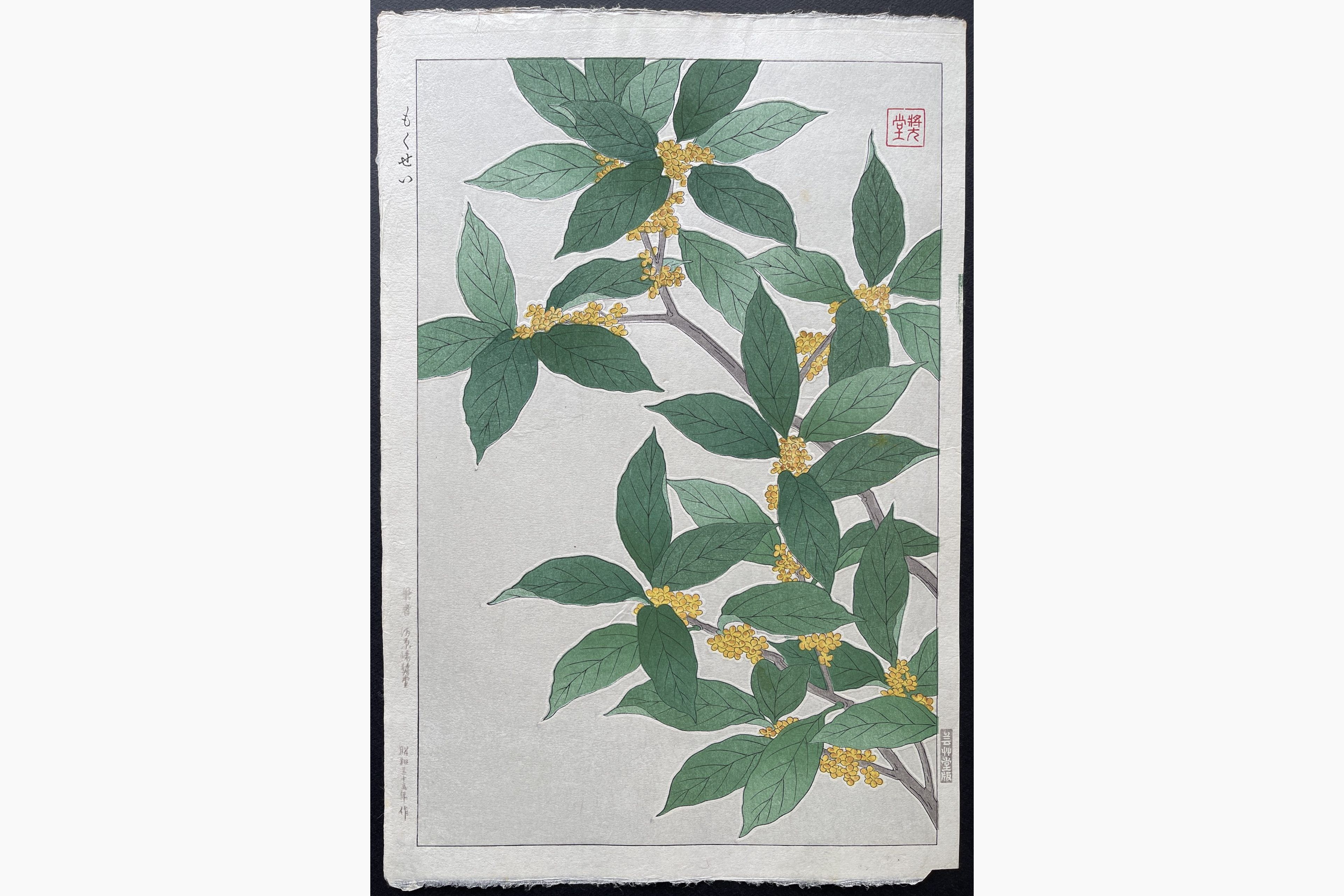 Japanese woodblock print - Kawarazaki Shodo - Olea Fragrans