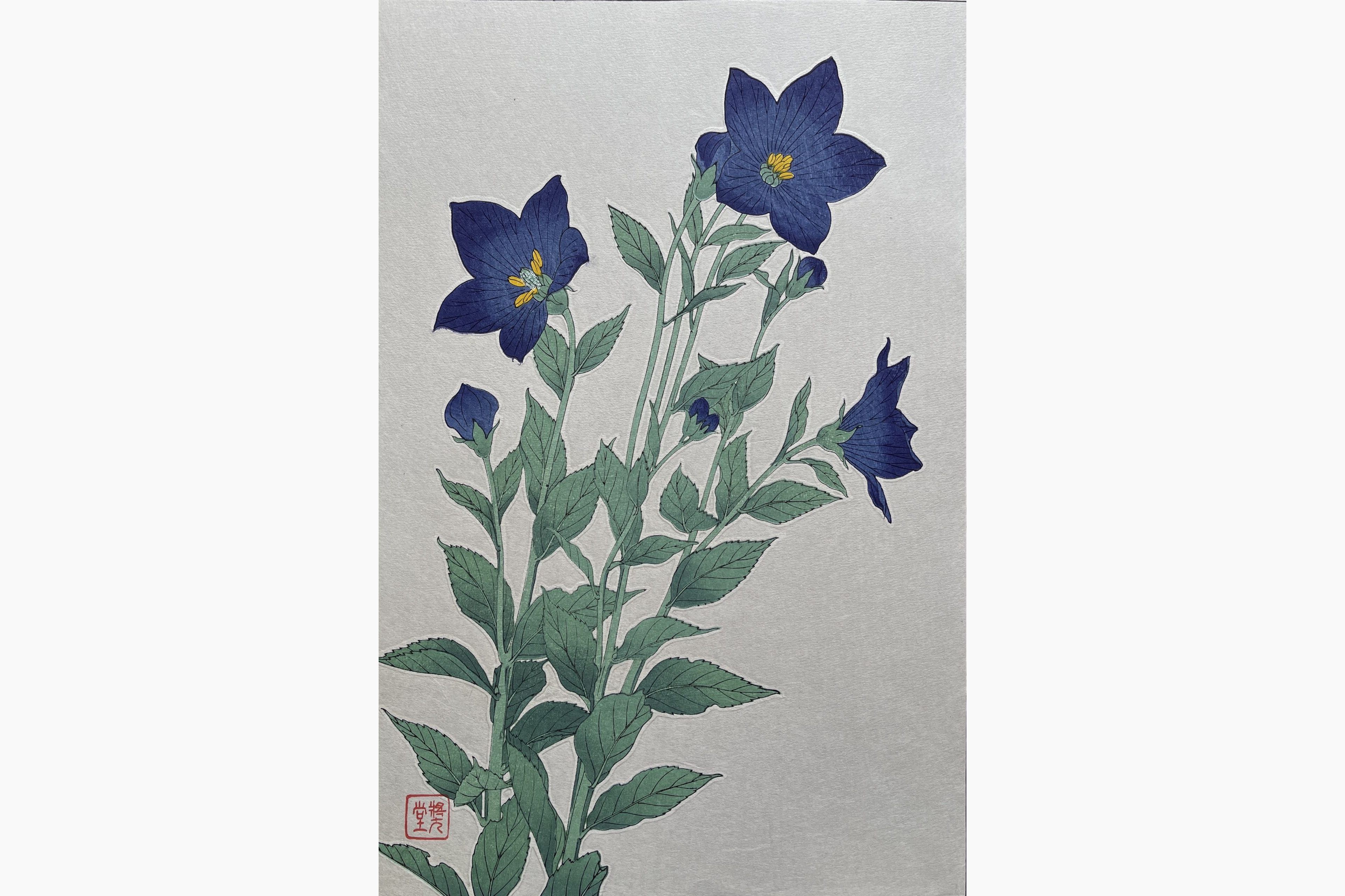 Original woodblock print - Kawarazaki Shodo - Bellflower