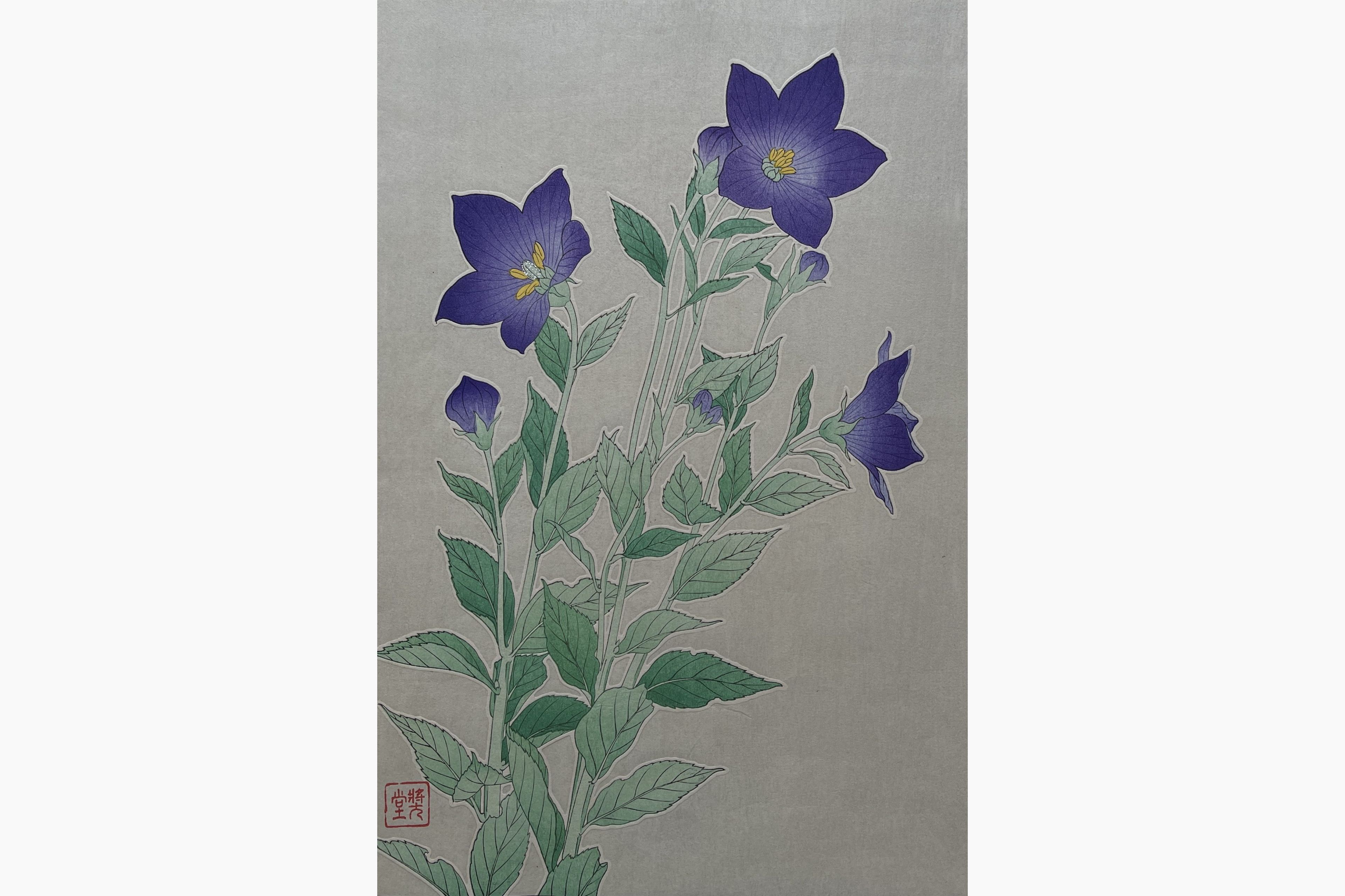 Original woodblock print - Kawarazaki Shodo - Bellflower