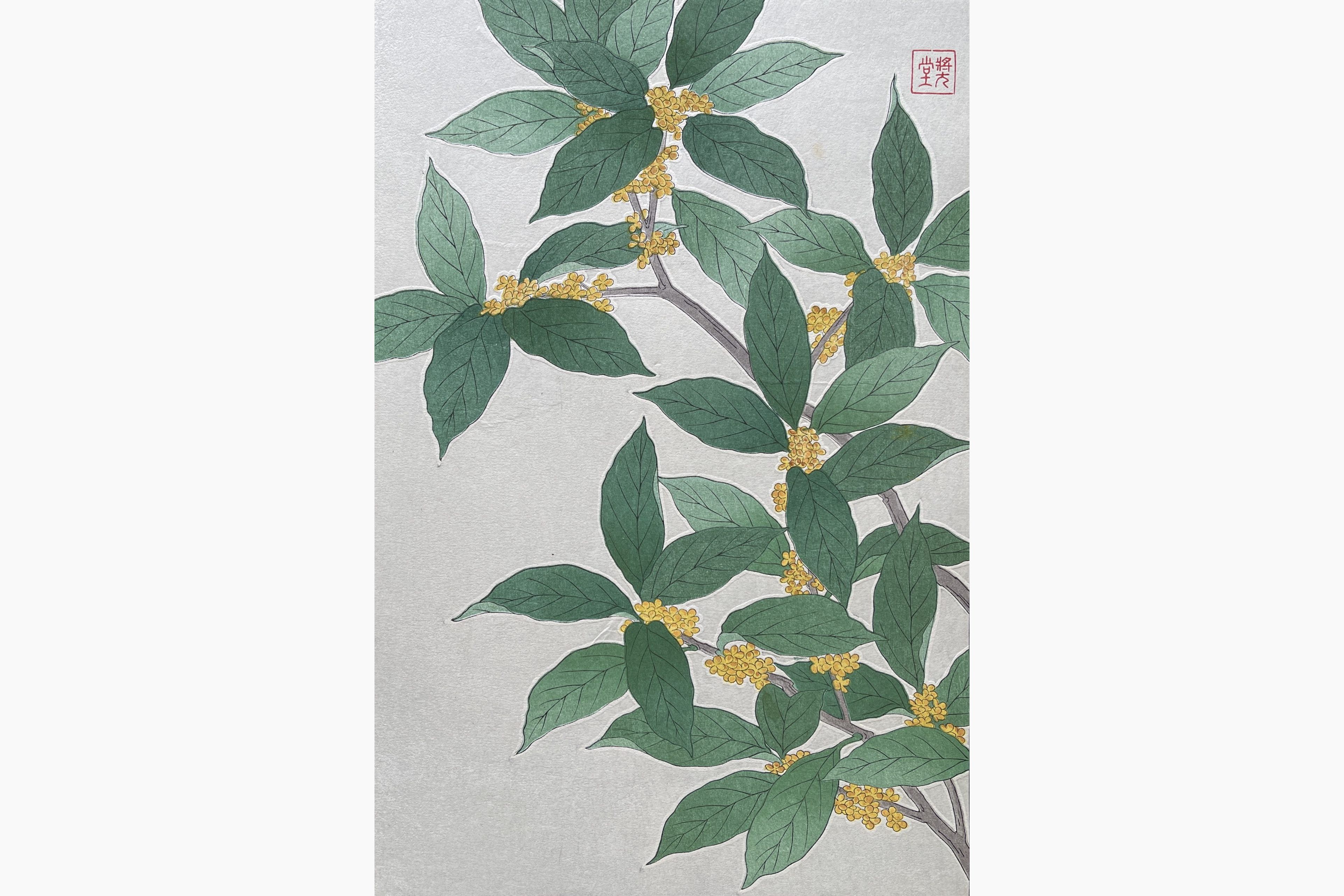 Original woodblock print - Kawarazaki Shodo - Olea Fragrans