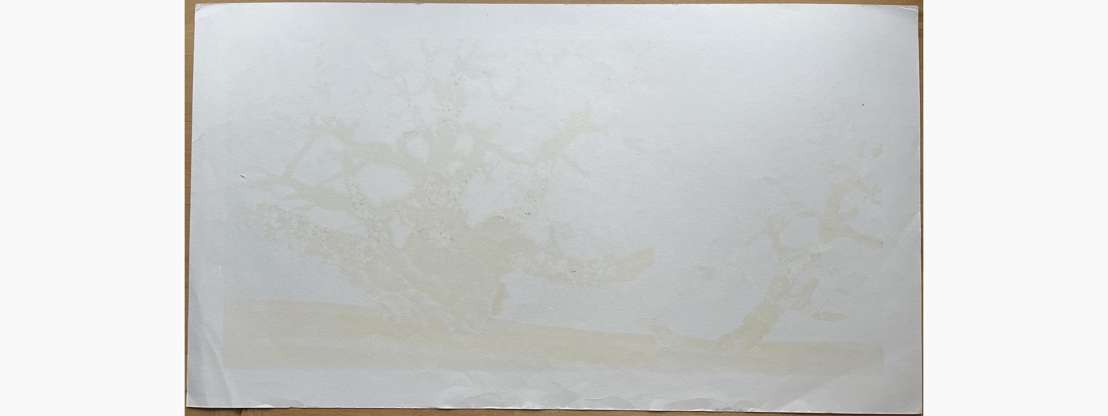 Woodblock print - Hajime Namiki - Garyu Cherry Tree