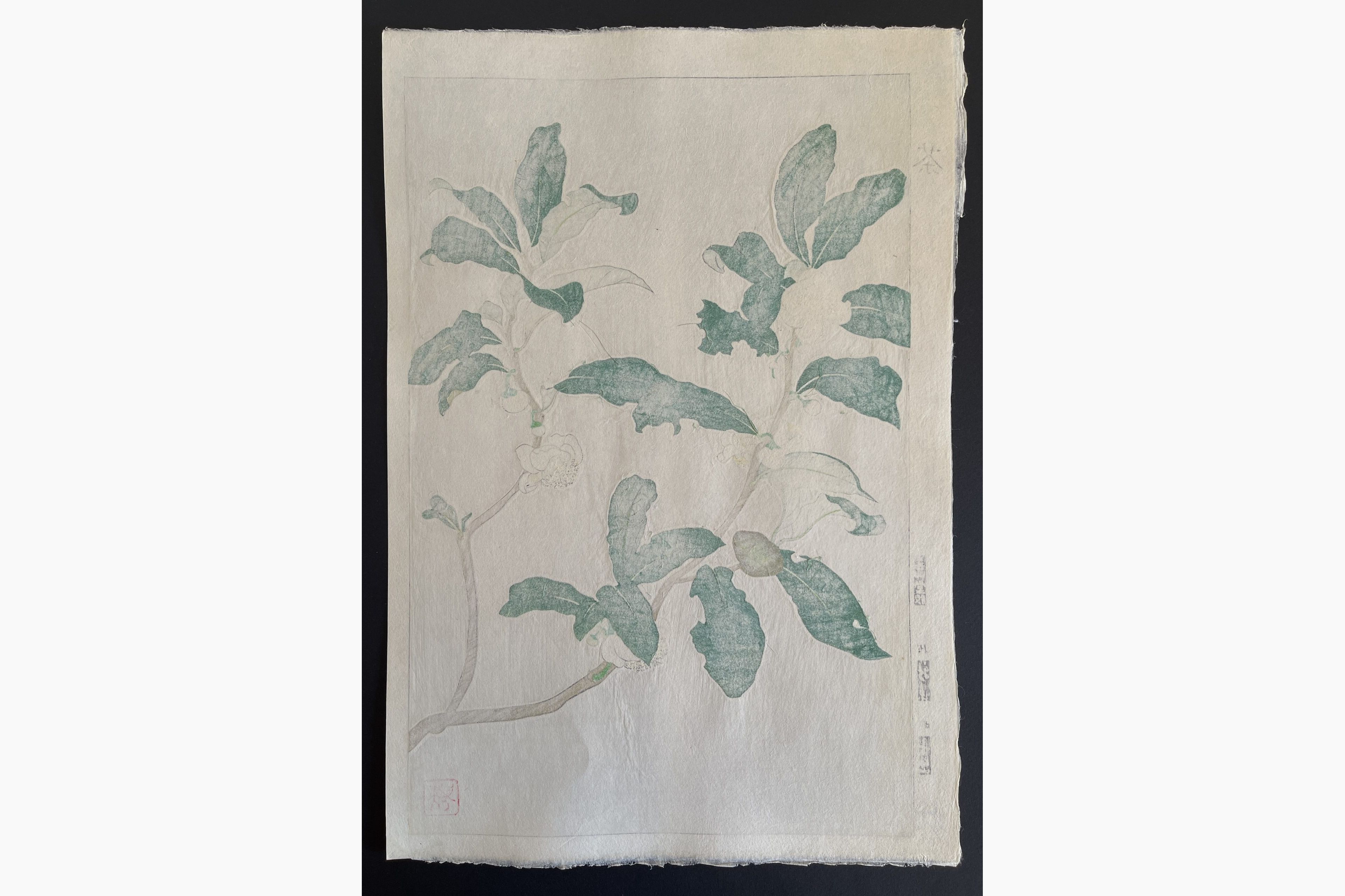 Japanese print - Kawarazaki Shodo - Tea Plant