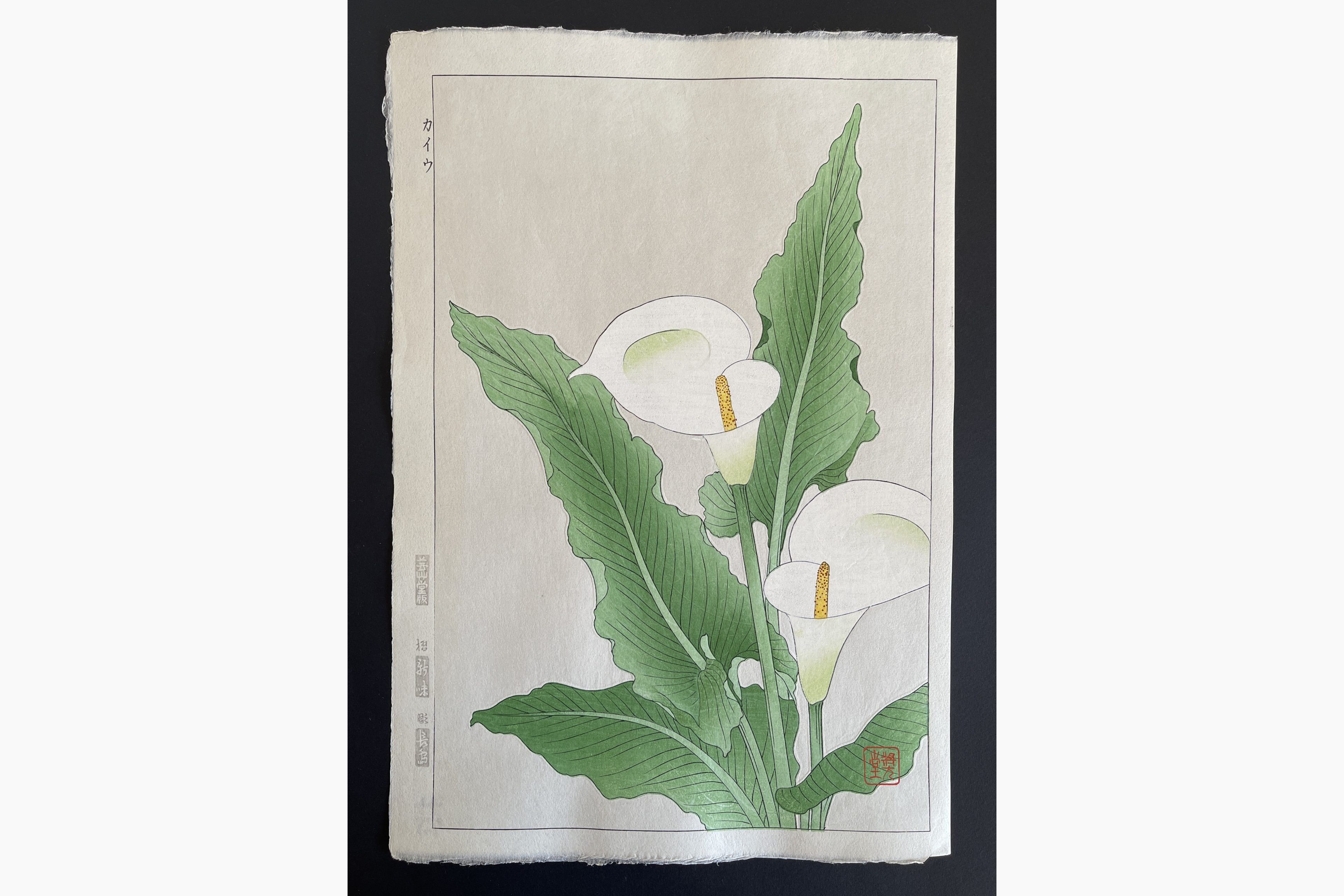 Japanese woodblock print - Kawarazaki Shodo - Calla lily