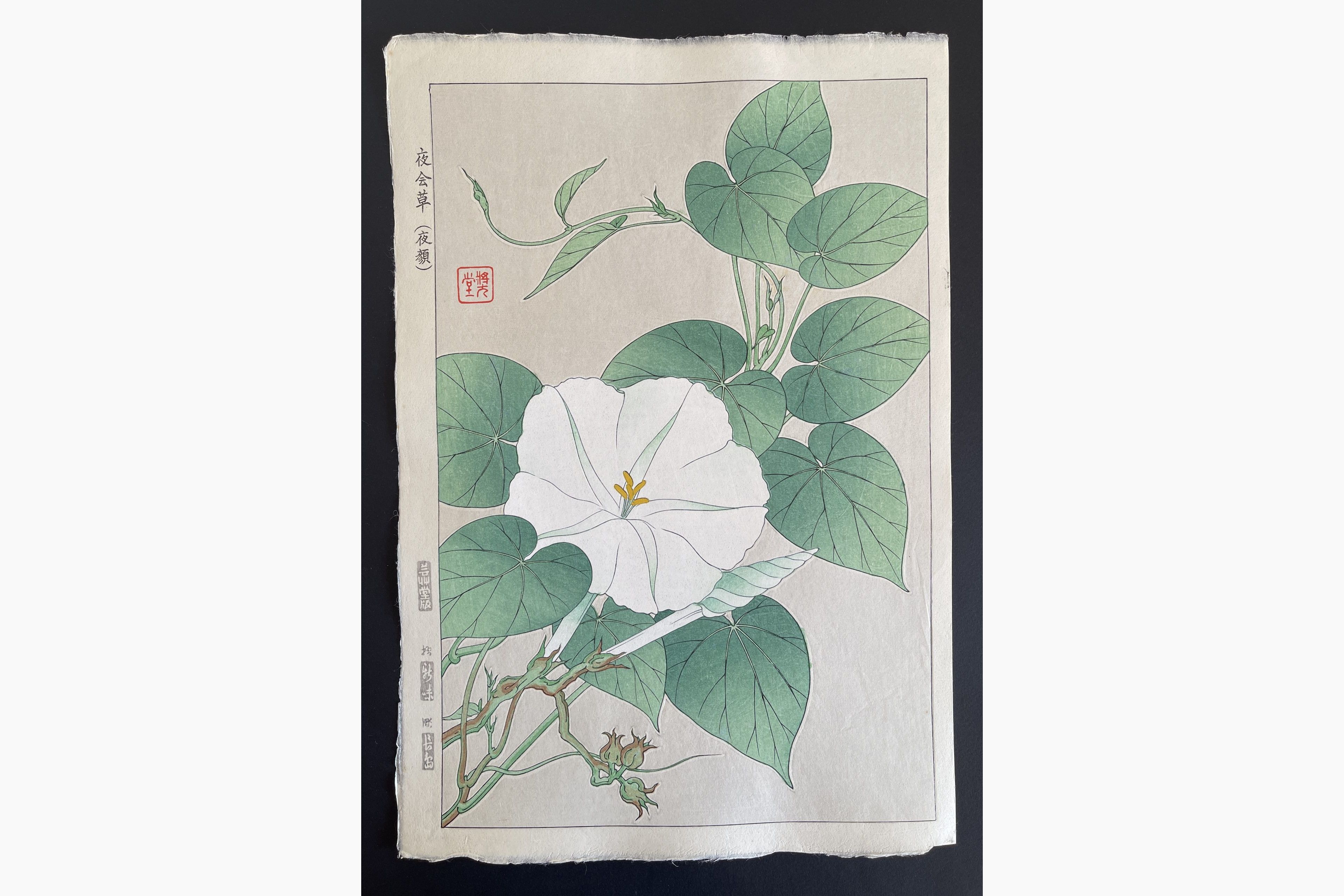 Japanese woodblock print - Kawarazaki Shodo - Evening Glory