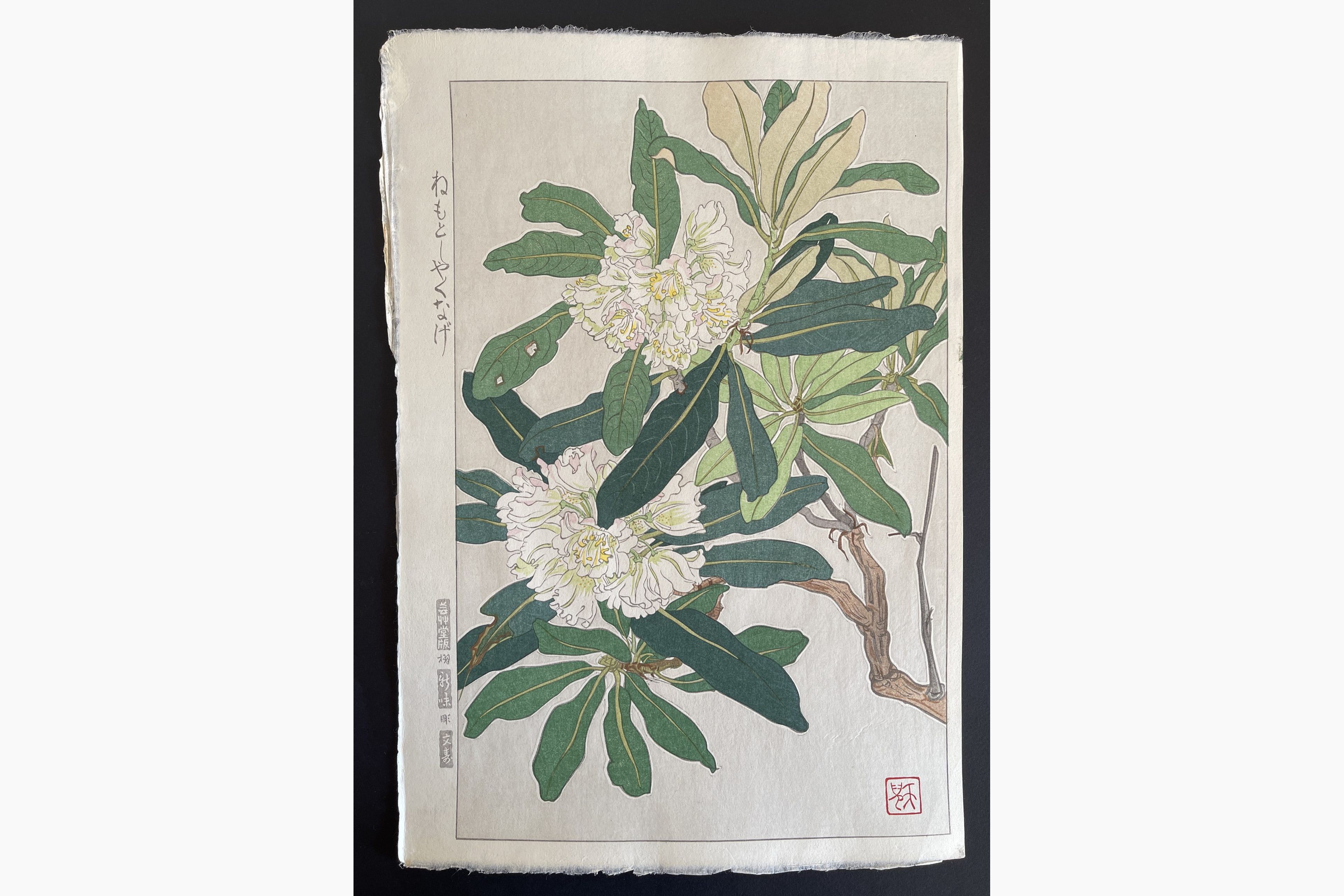 Japanese woodblock print - Kawarazaki Shodo - Rhododendron
