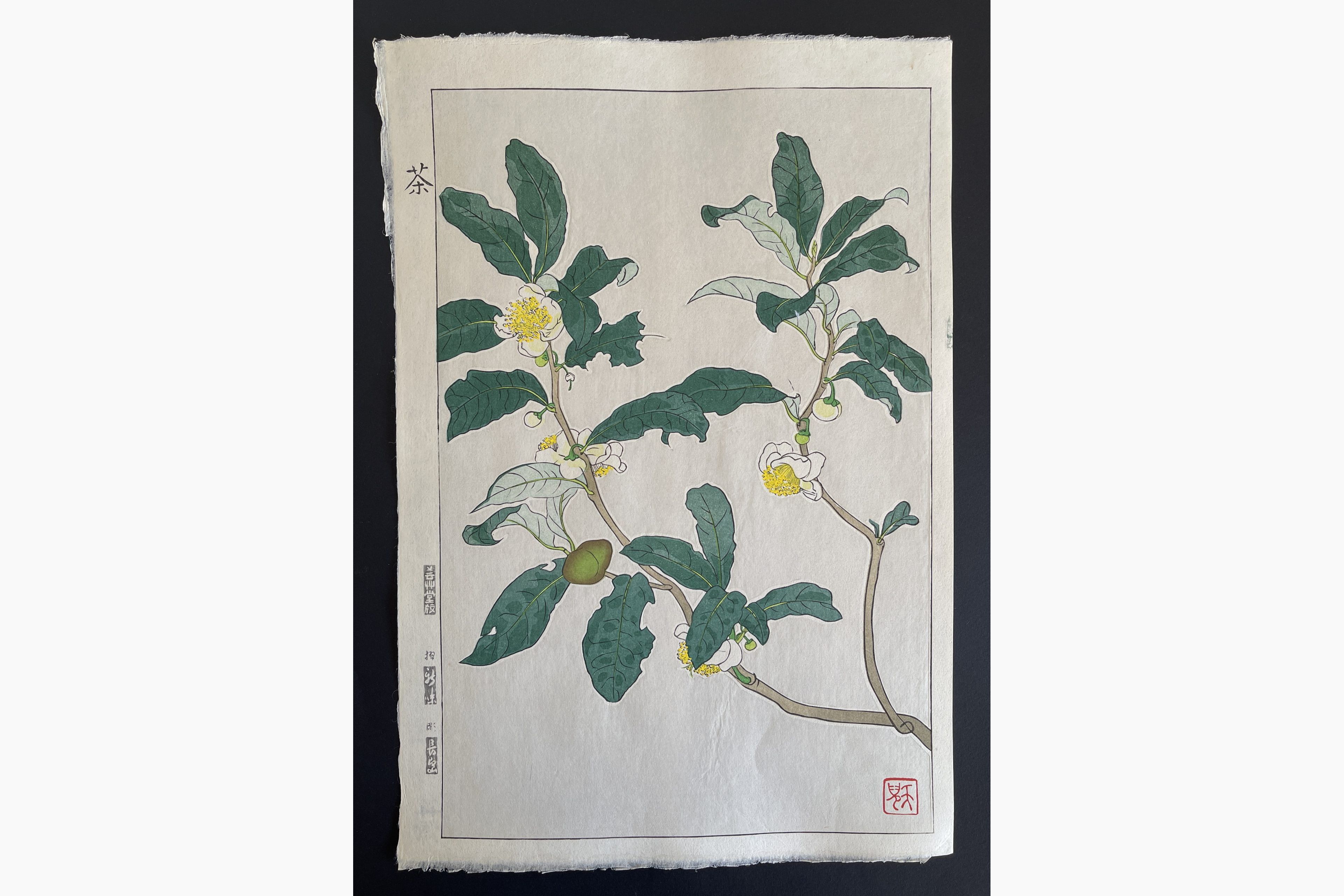 Japanese woodblock print - Kawarazaki Shodo - Tea Plant