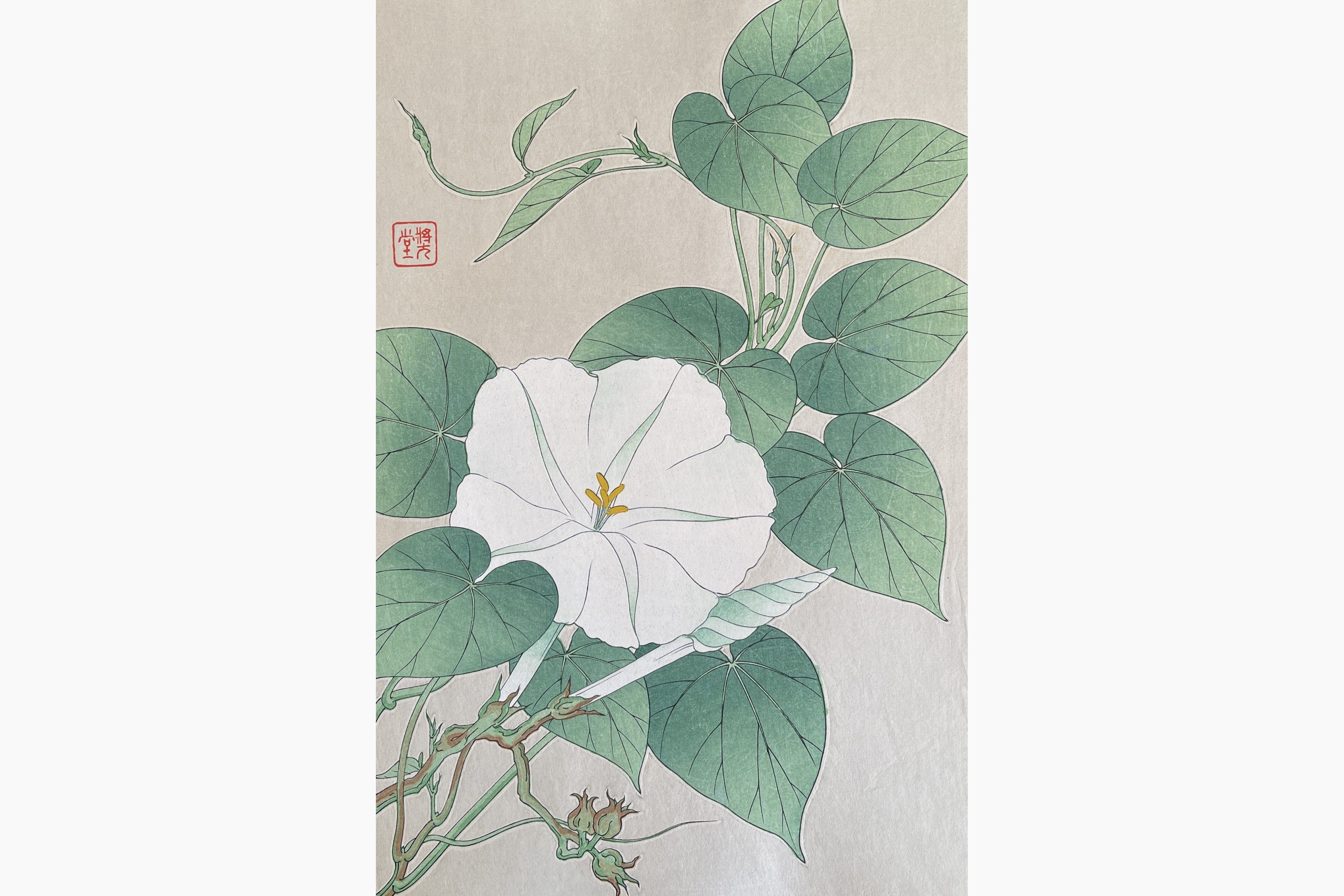 Original woodblock print - Kawarazaki Shodo - Evening Glory
