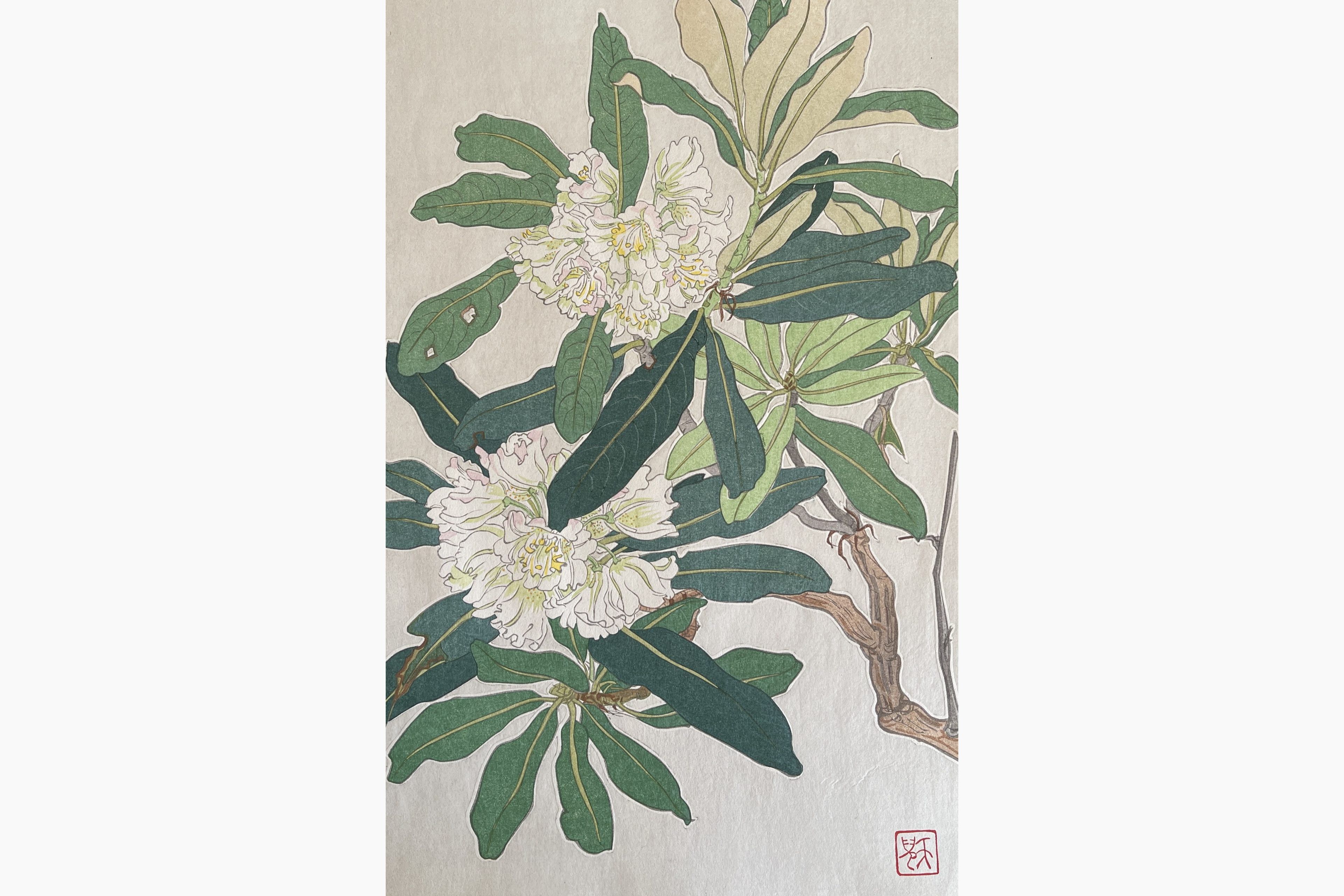 Original woodblock print - Kawarazaki Shodo - Rhododendron