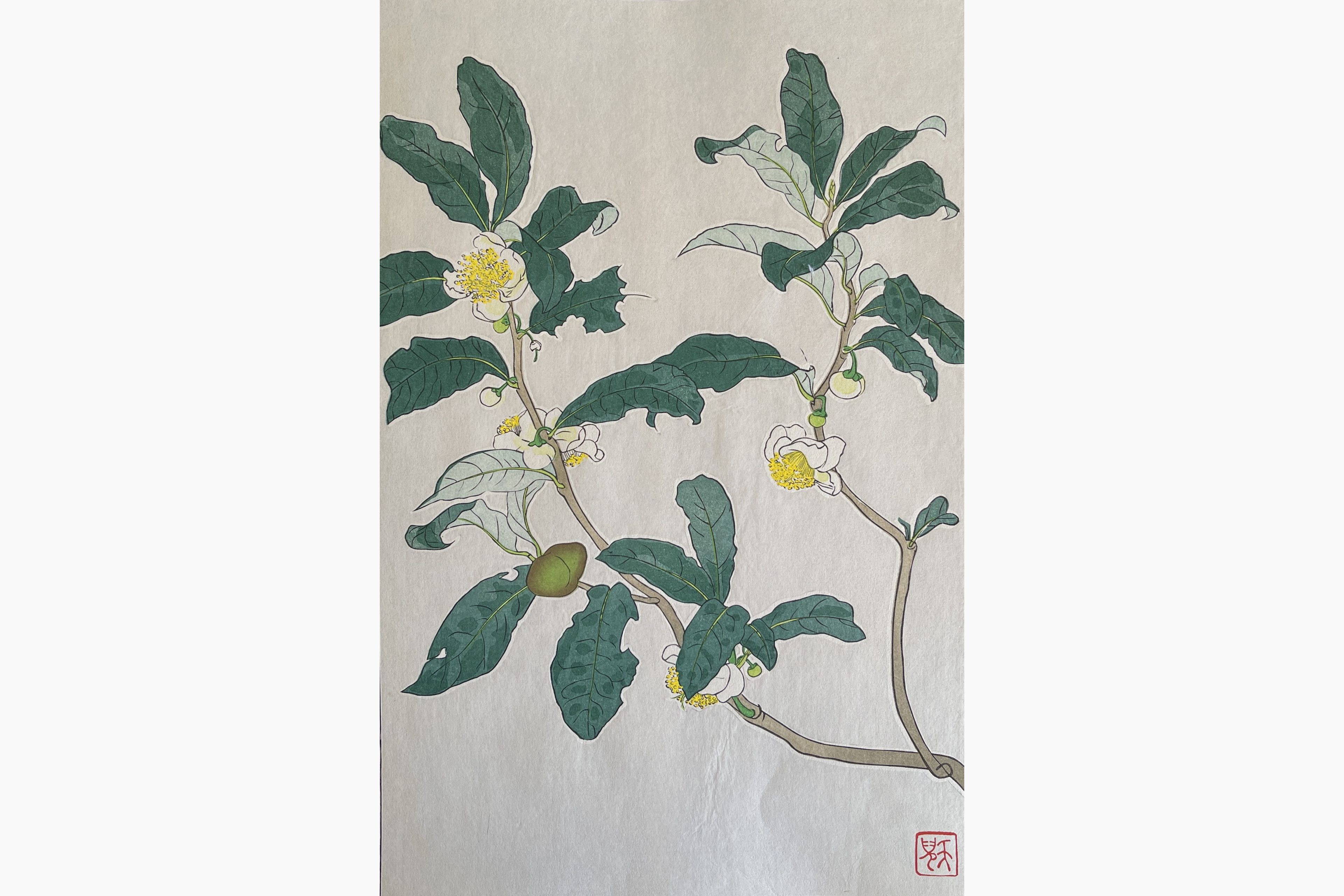 Original woodblock print - Kawarazaki Shodo - Tea Plant
