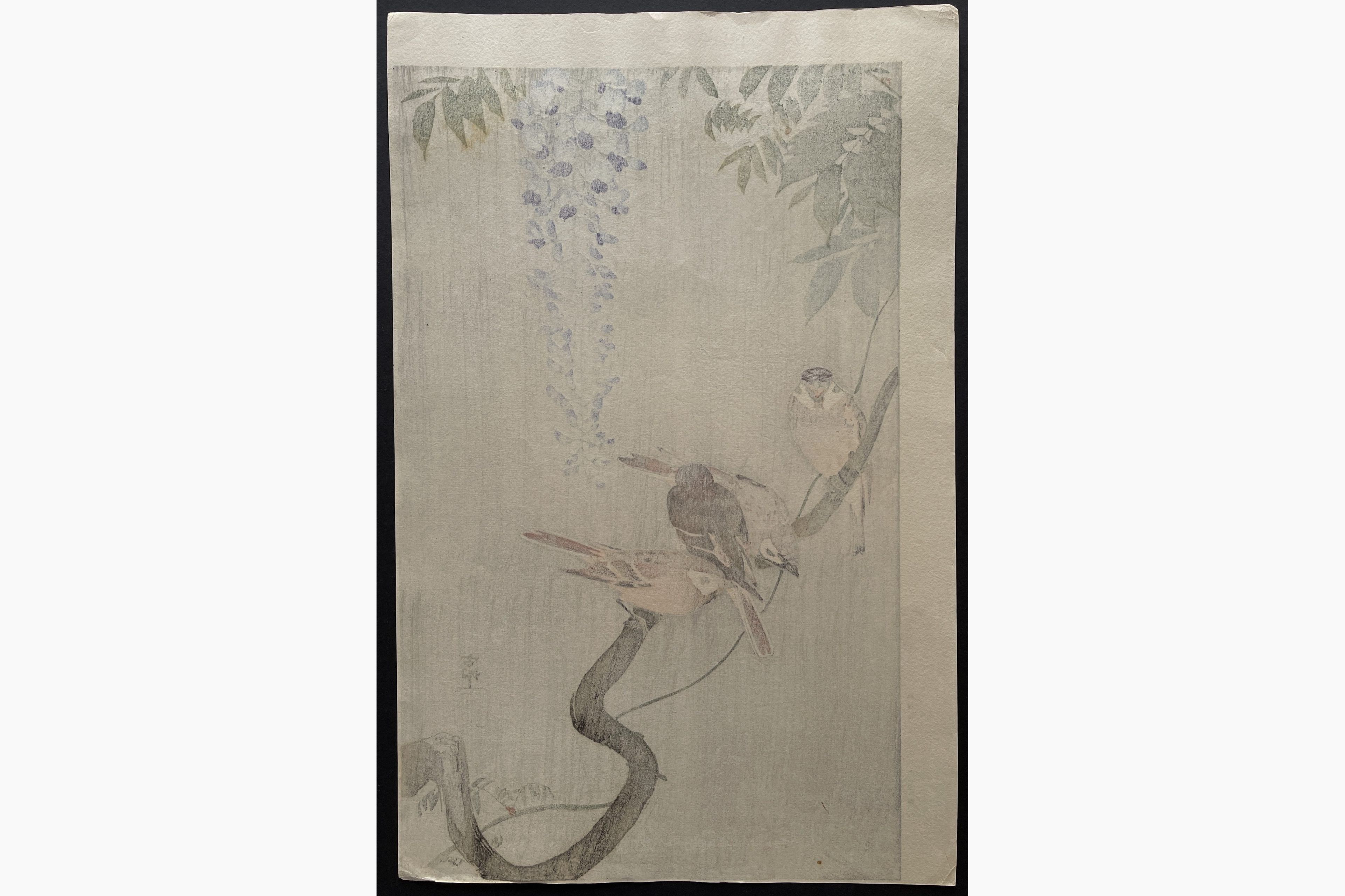 Japanese print - Ohara Koson - Sparrows and Wisteria