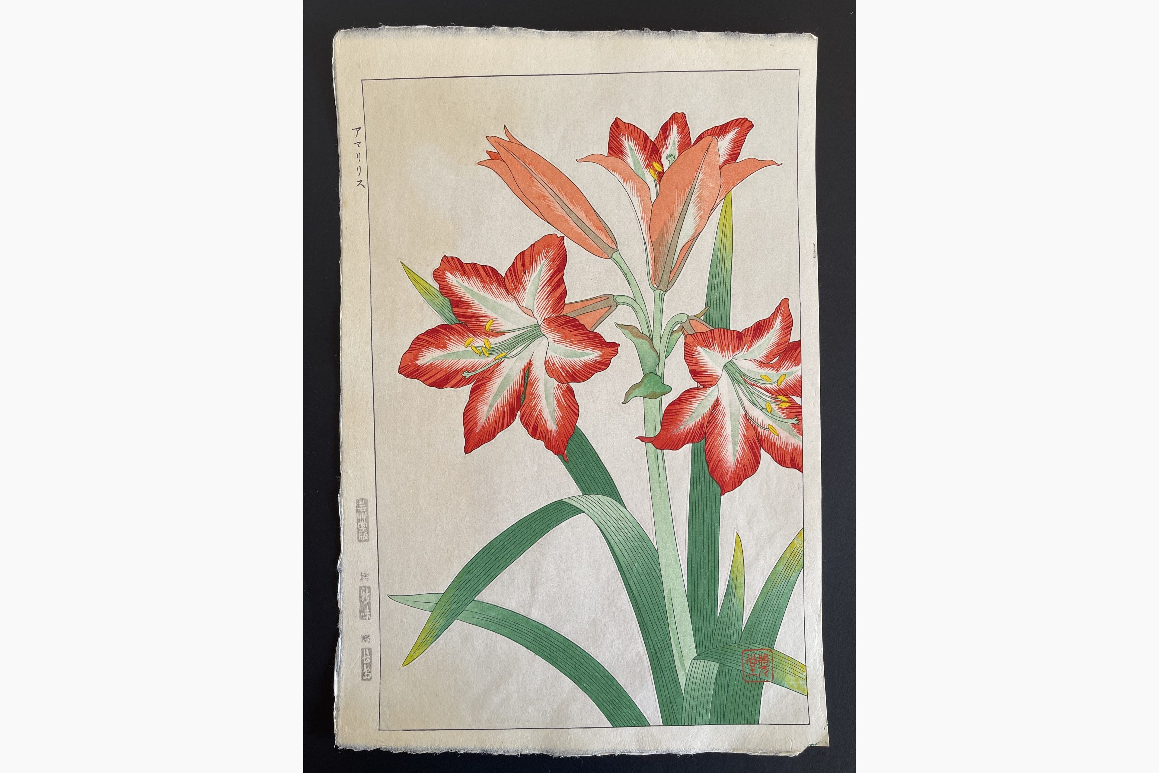 Japanese woodblock print - Kawarazaki Shodo - Amaryllis