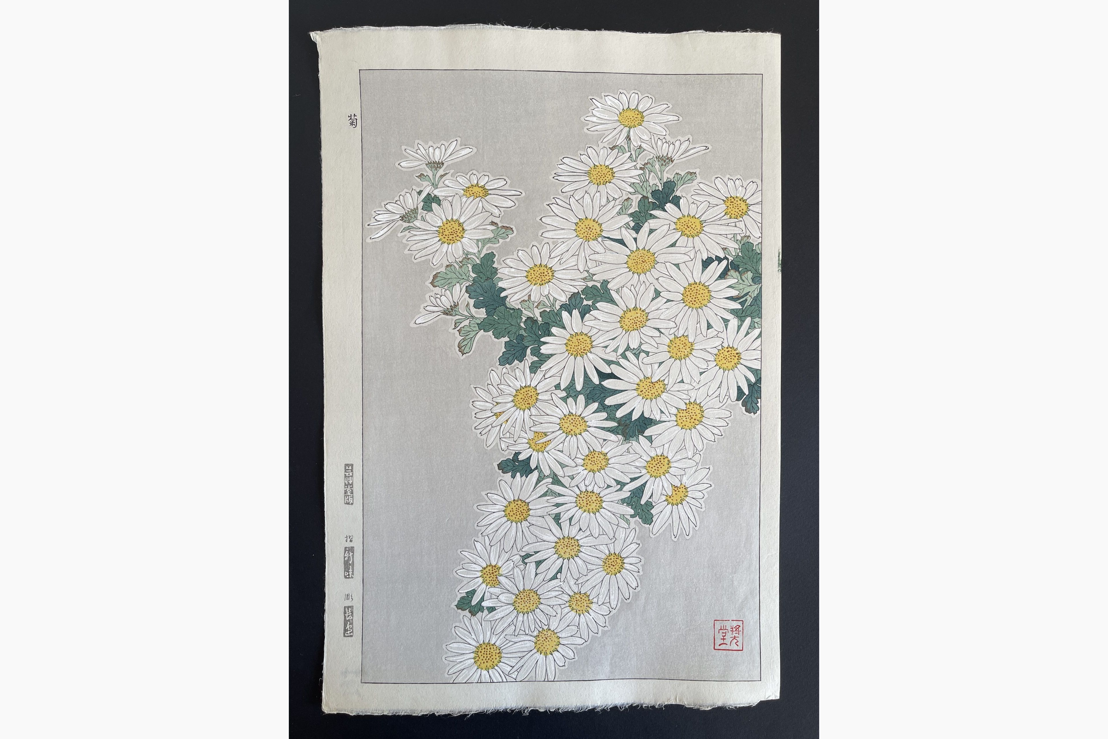 Japanese woodblock print - Kawarazaki Shodo - Crystanthemum (White)