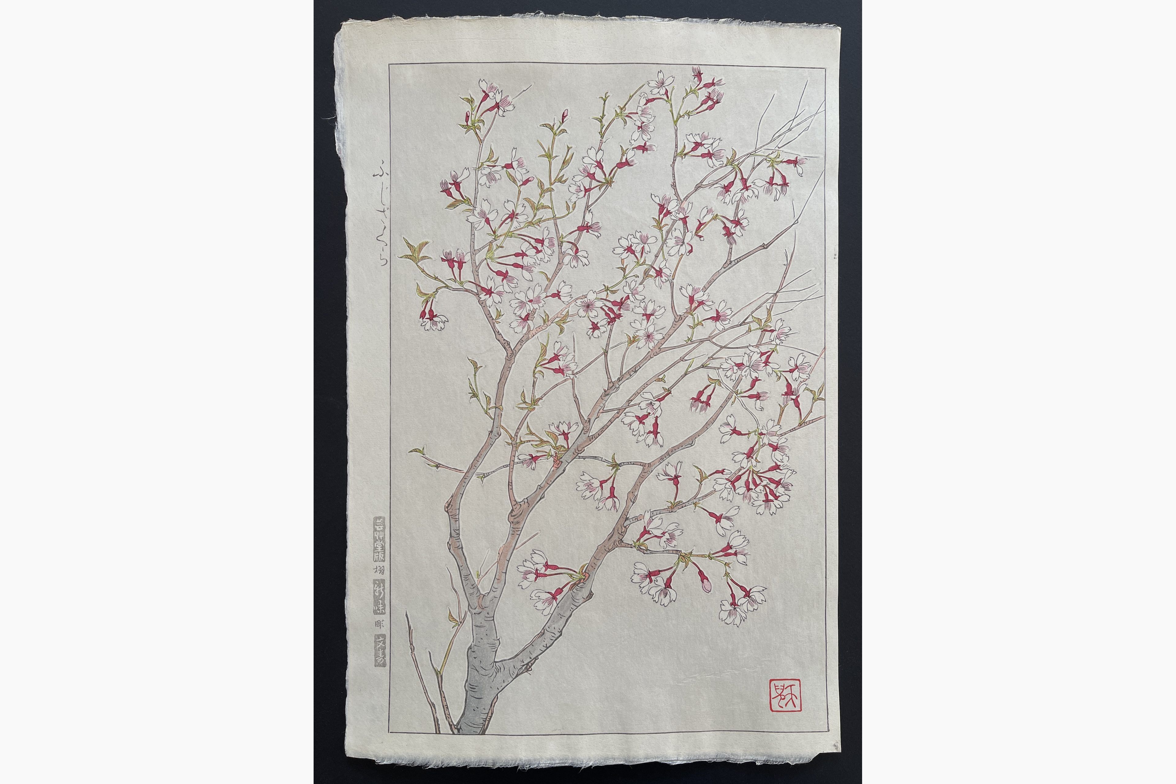 Japanese woodblock print - Kawarazaki Shodo - Wild Cherry