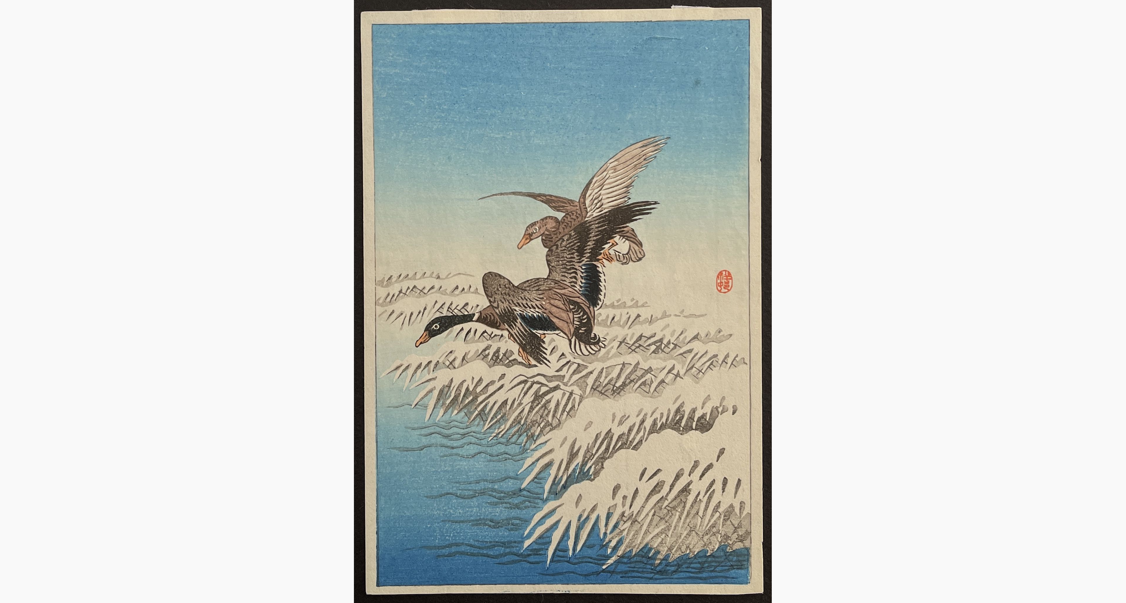 Japanese woodblock print - Ohara Koson - Two Ducks Flying above Snow-Covered Reeds