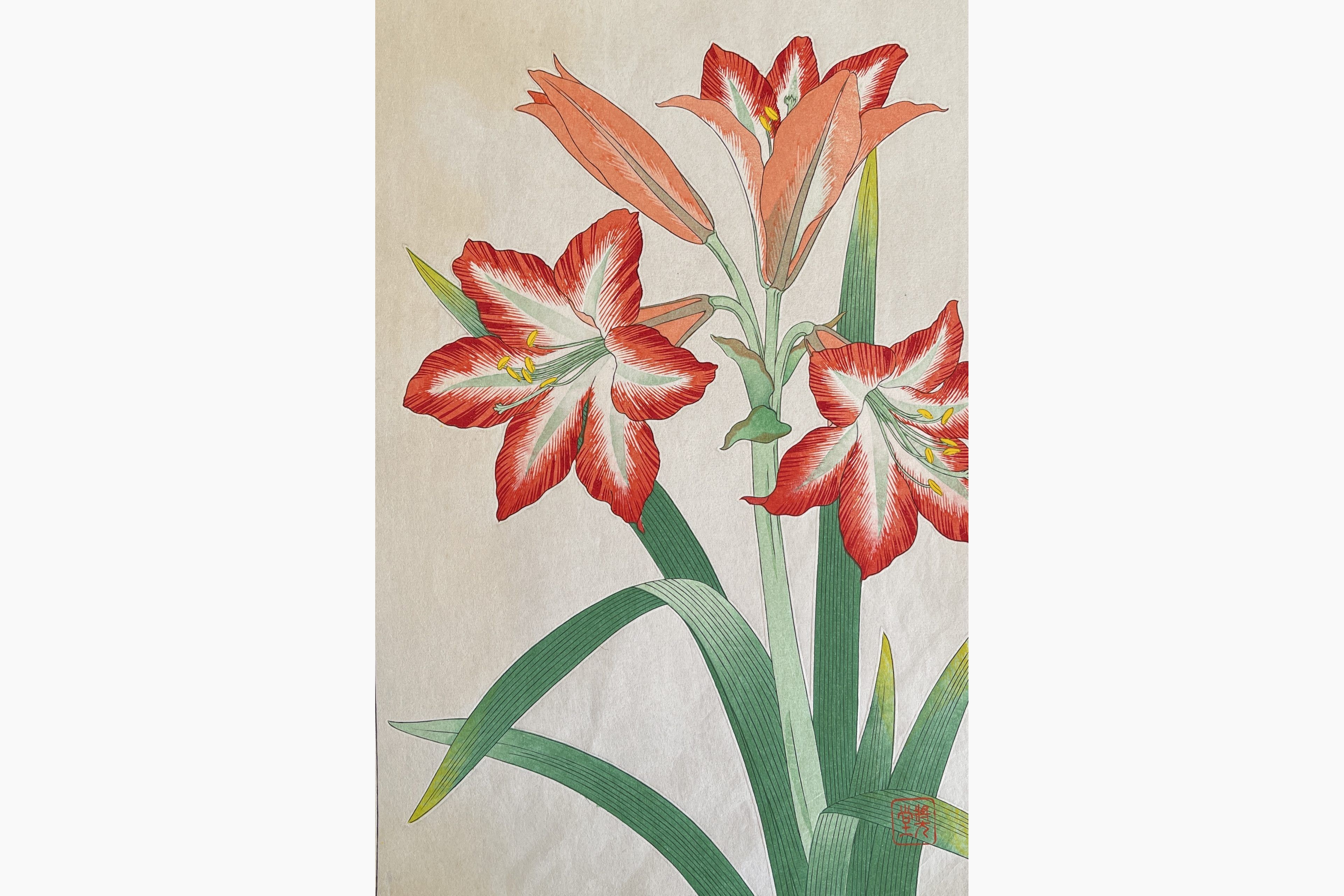 Original woodblock print - Kawarazaki Shodo - Amaryllis
