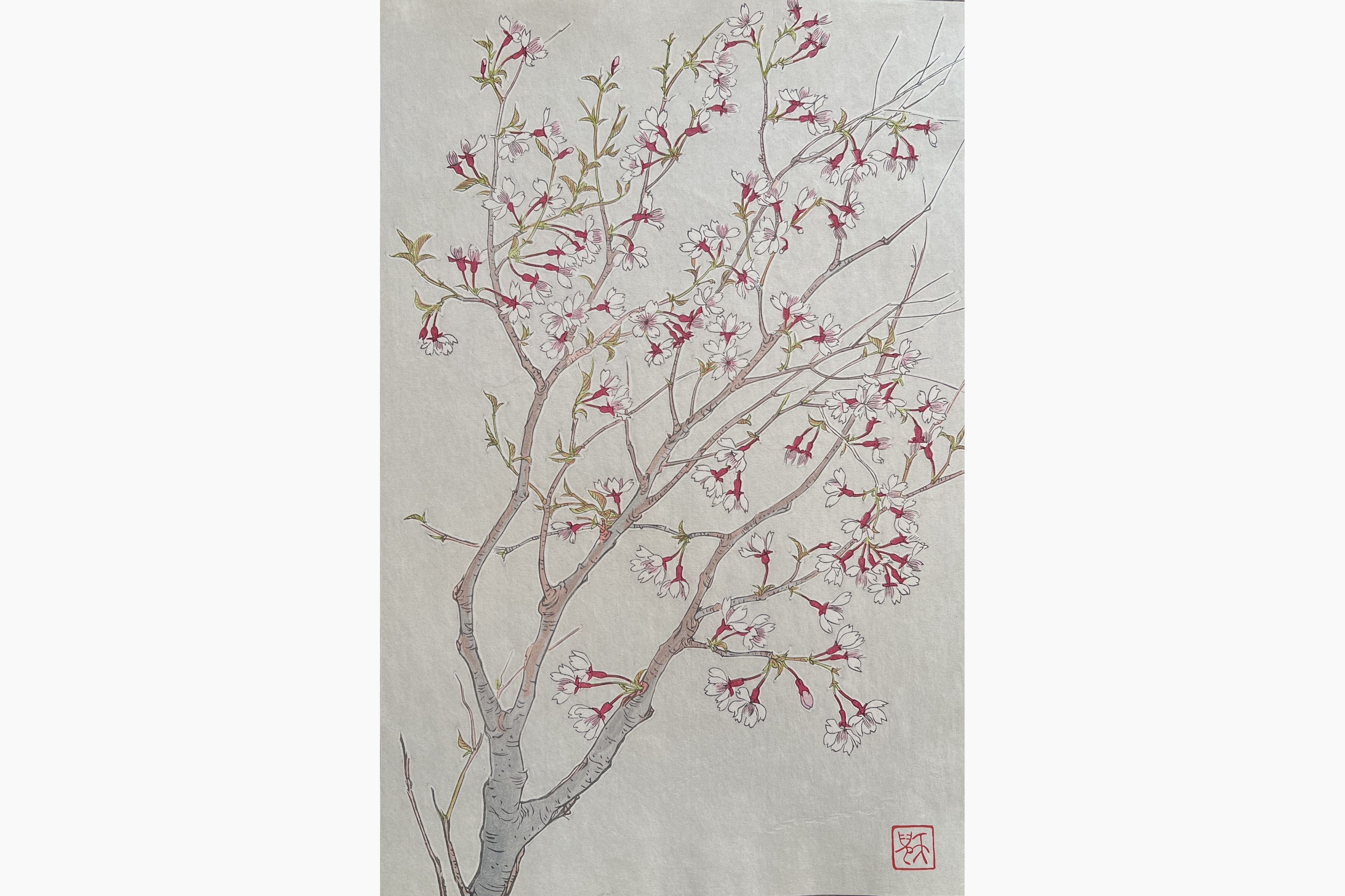 Original woodblock print - Kawarazaki Shodo - Wild Cherry