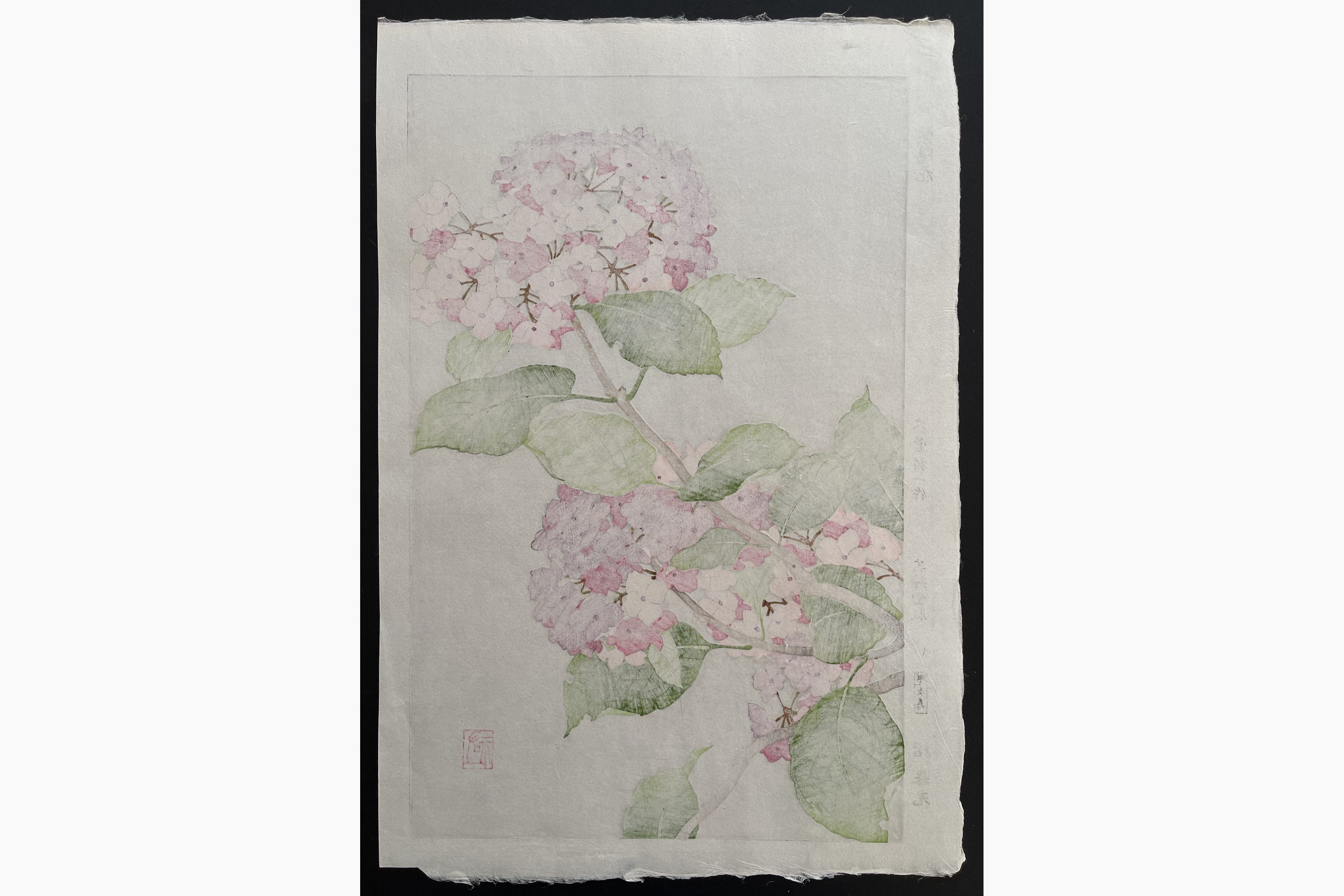 Japanese print - Osuga Yuichi - Hydrangea (Pink)