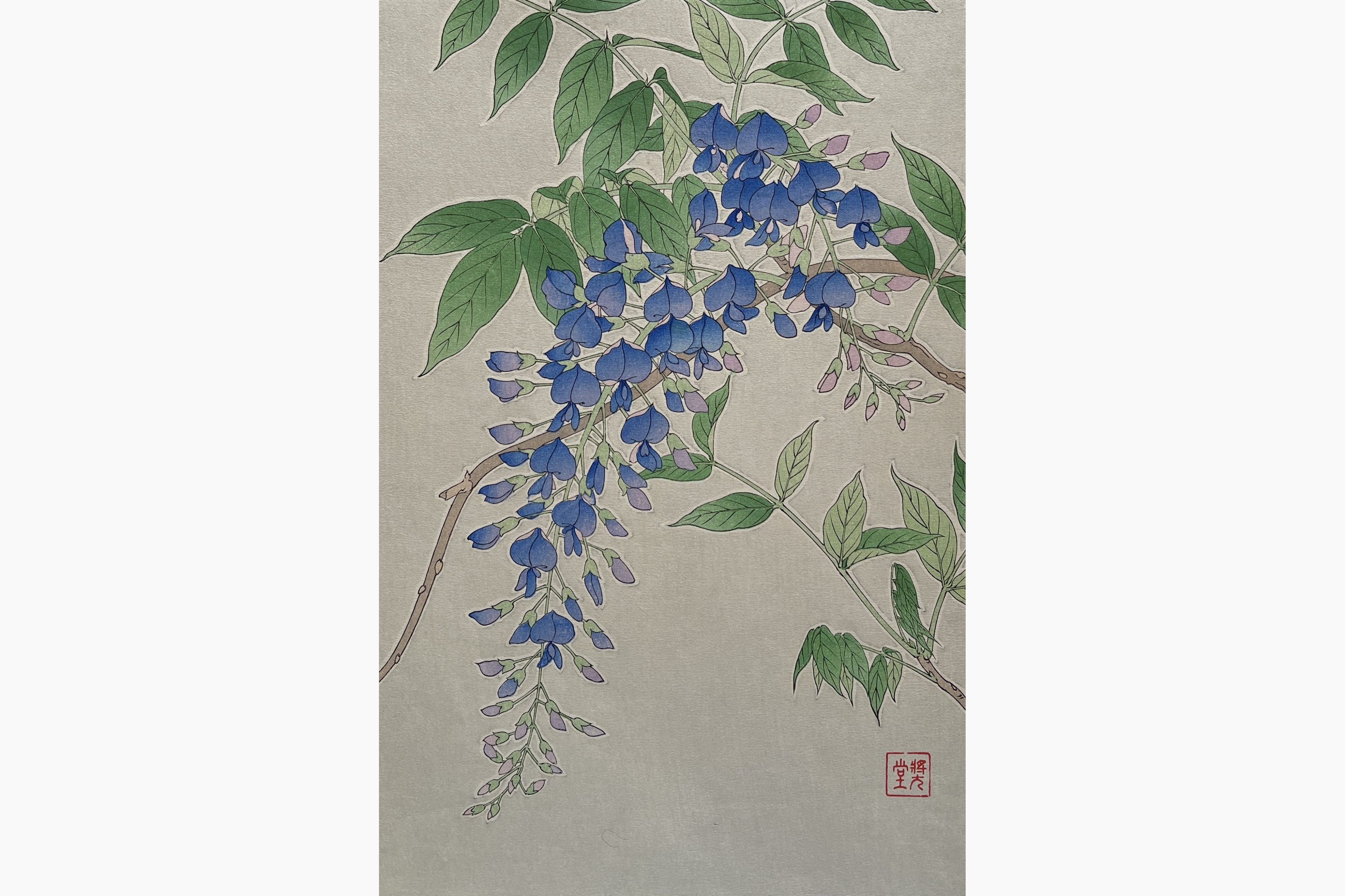 Original woodblock print - Kawarazaki Shodo - Wisteria