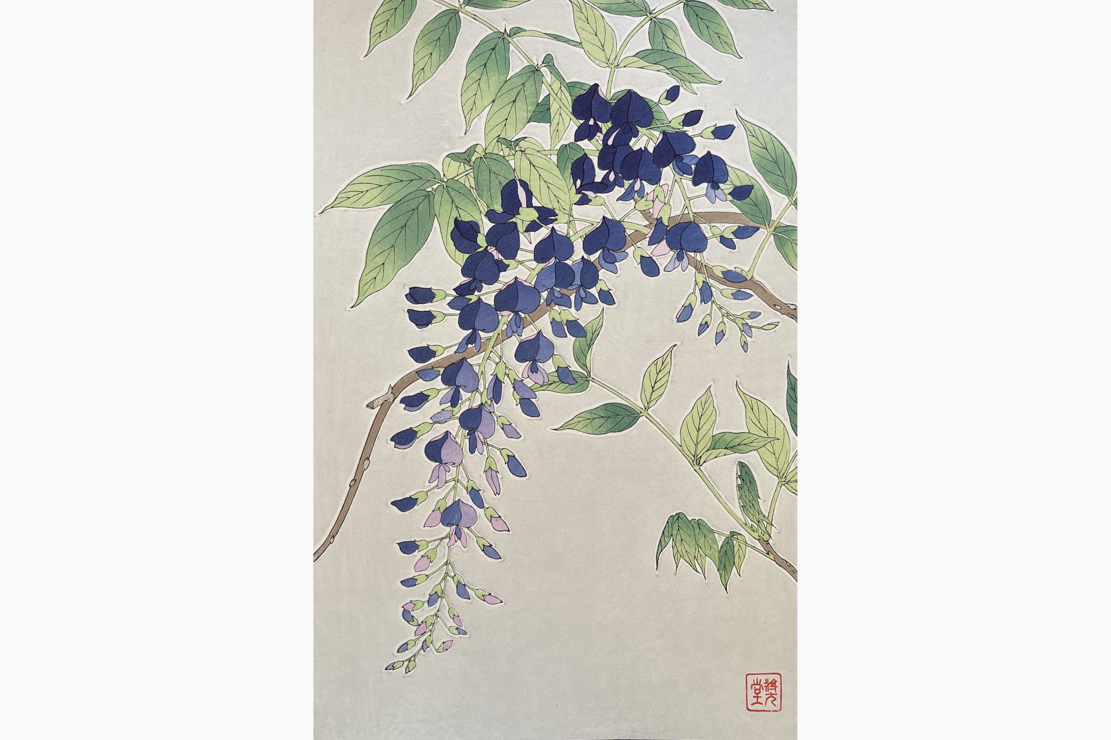 Original woodblock print - Kawarazaki Shodo - Wisteria