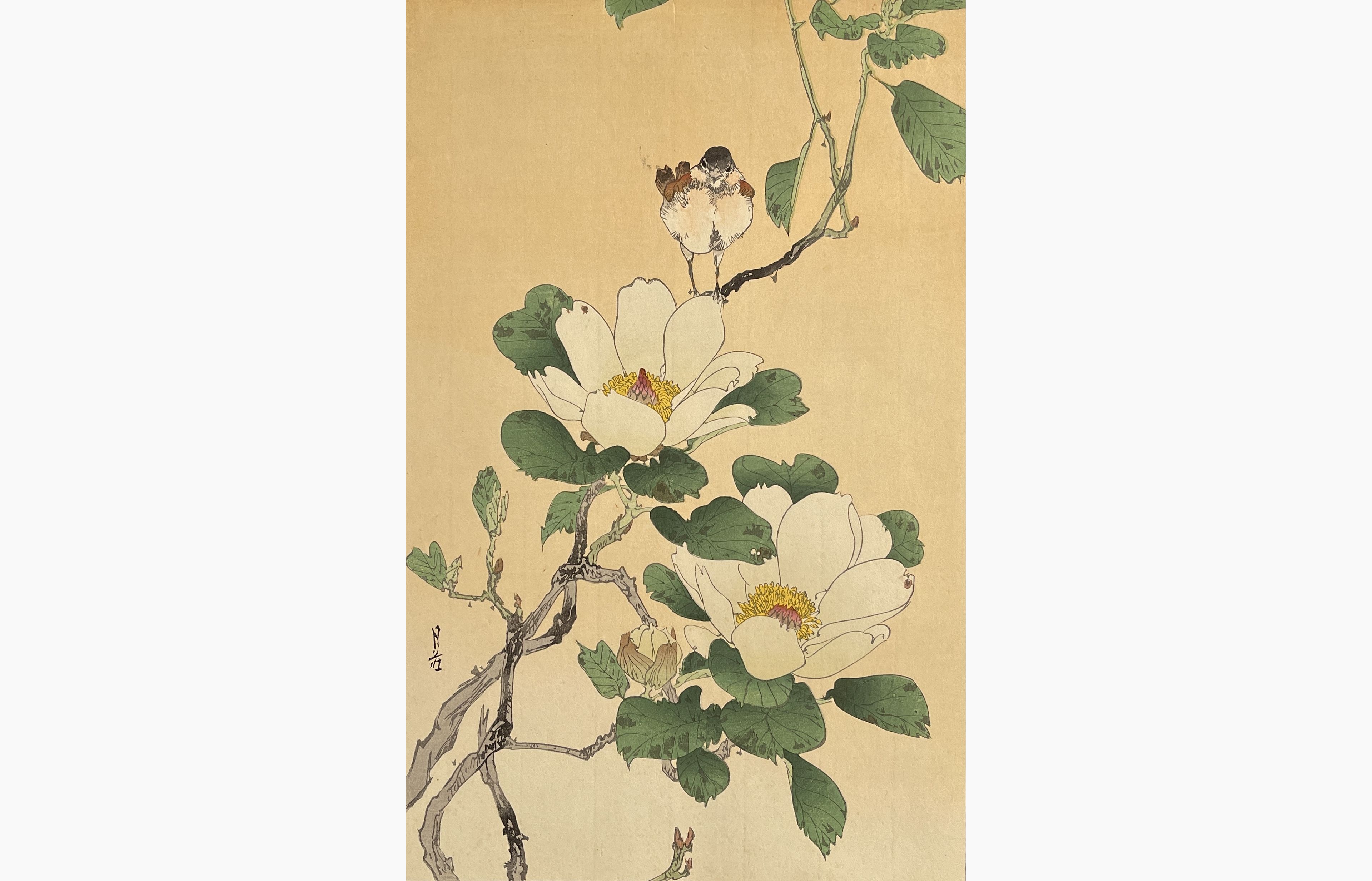 Original woodblock print - Gesso Yoshimoto - Bird and Magnolia
