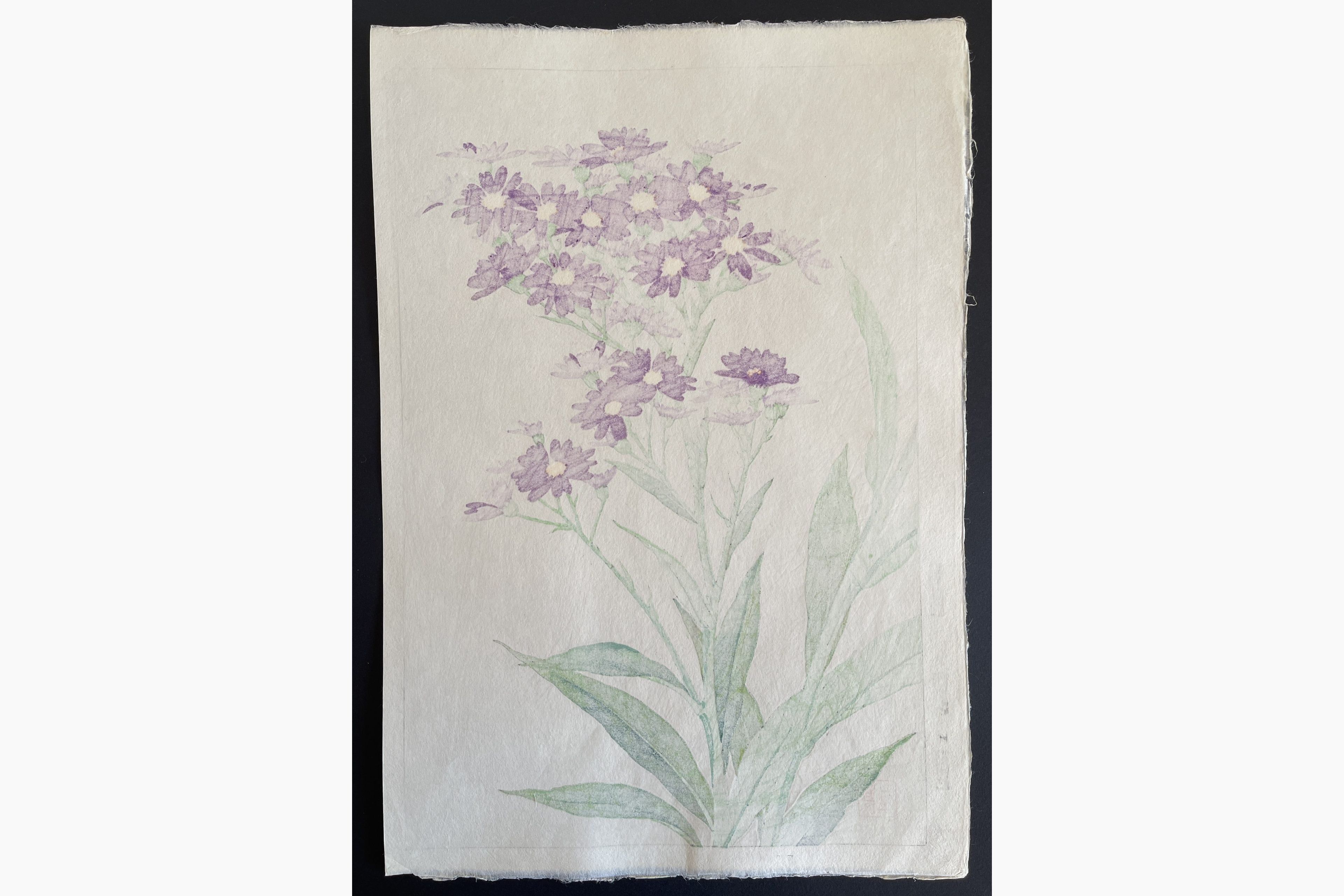 Japanese print - Kawarazaki Shodo - Michaelmas Daisy