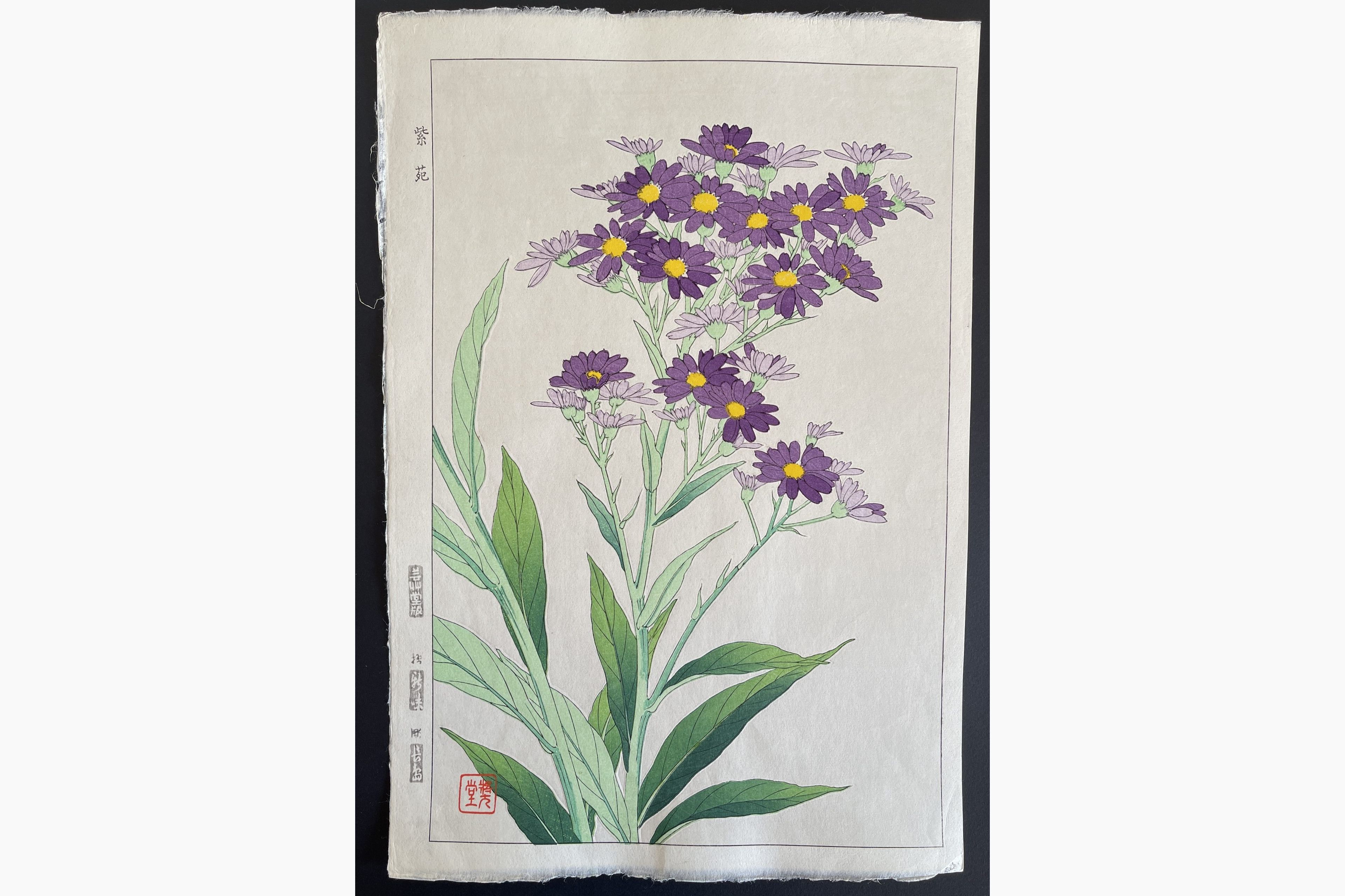 Japanese woodblock print - Kawarazaki Shodo - Michaelmas Daisy